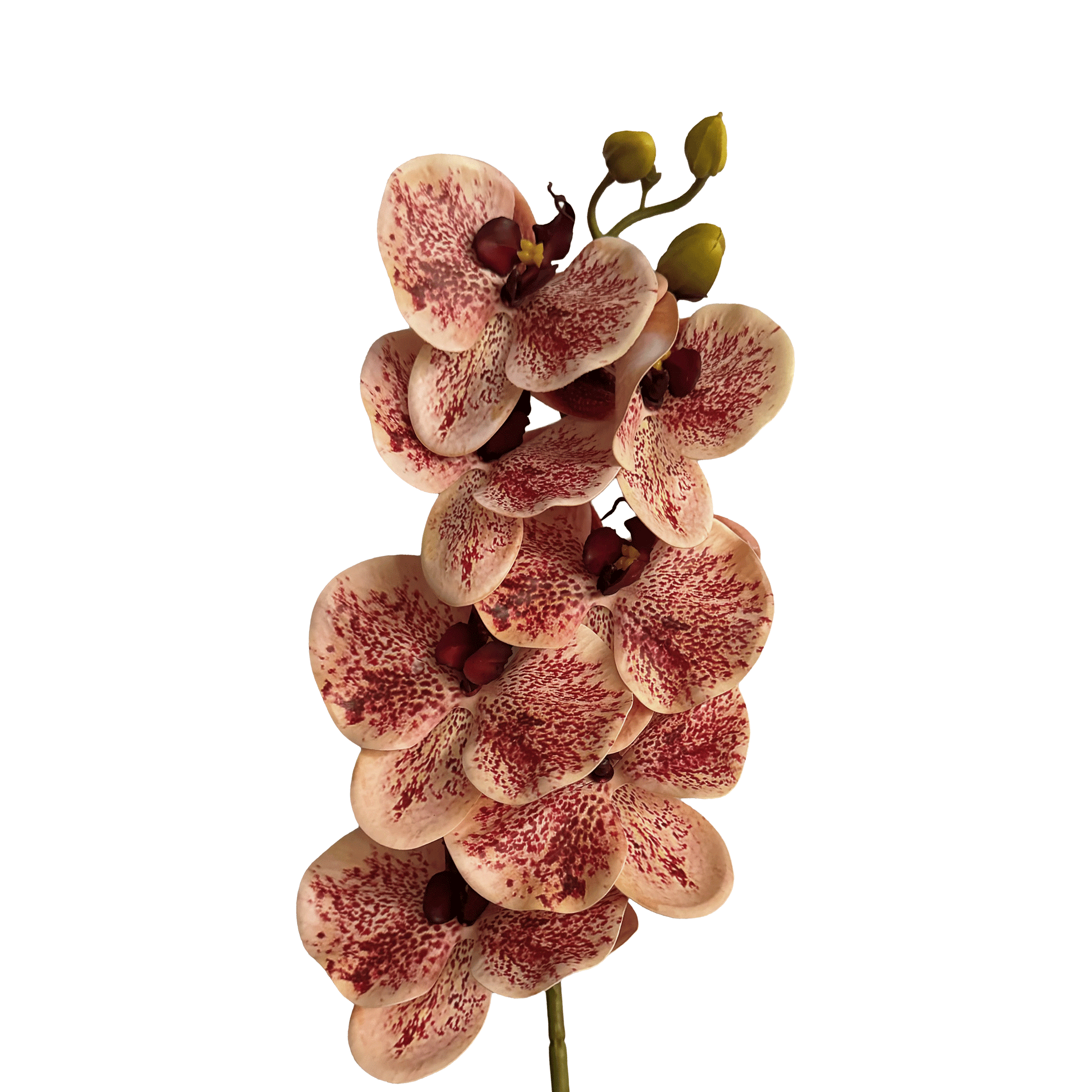 Poetic Phalaenopsis Orchid (Seven Blooms) — Dappled Peach