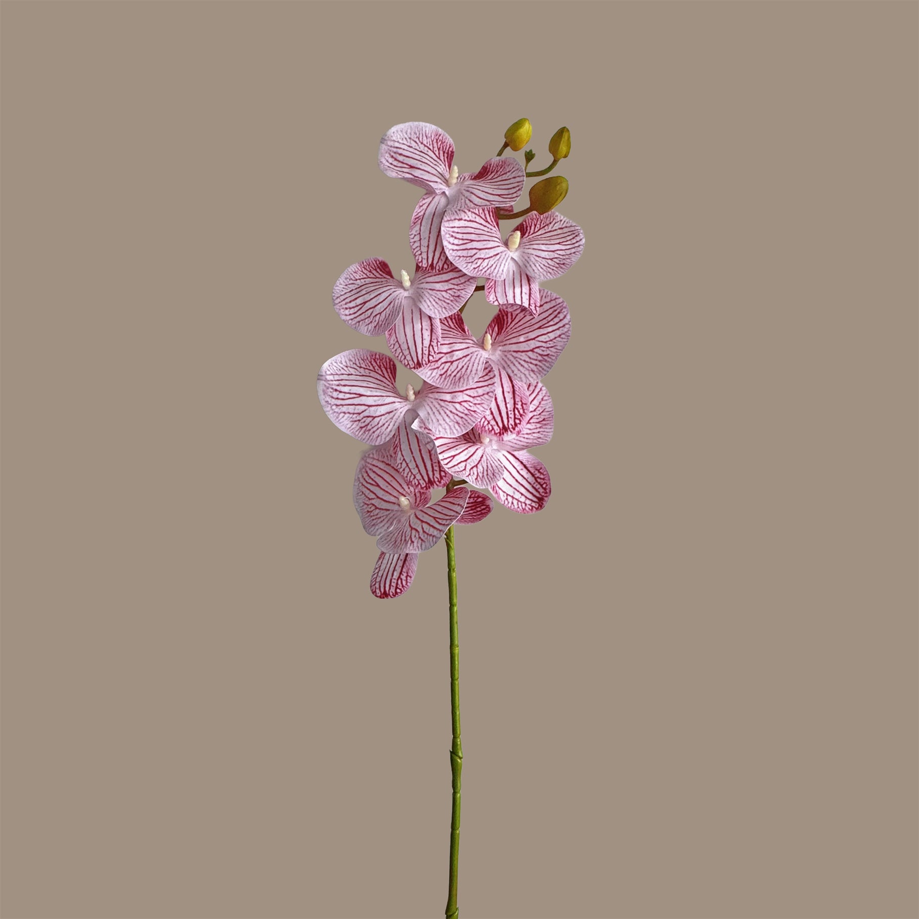 Placid Phalaenopsis Orchid — Veined Rose Pink