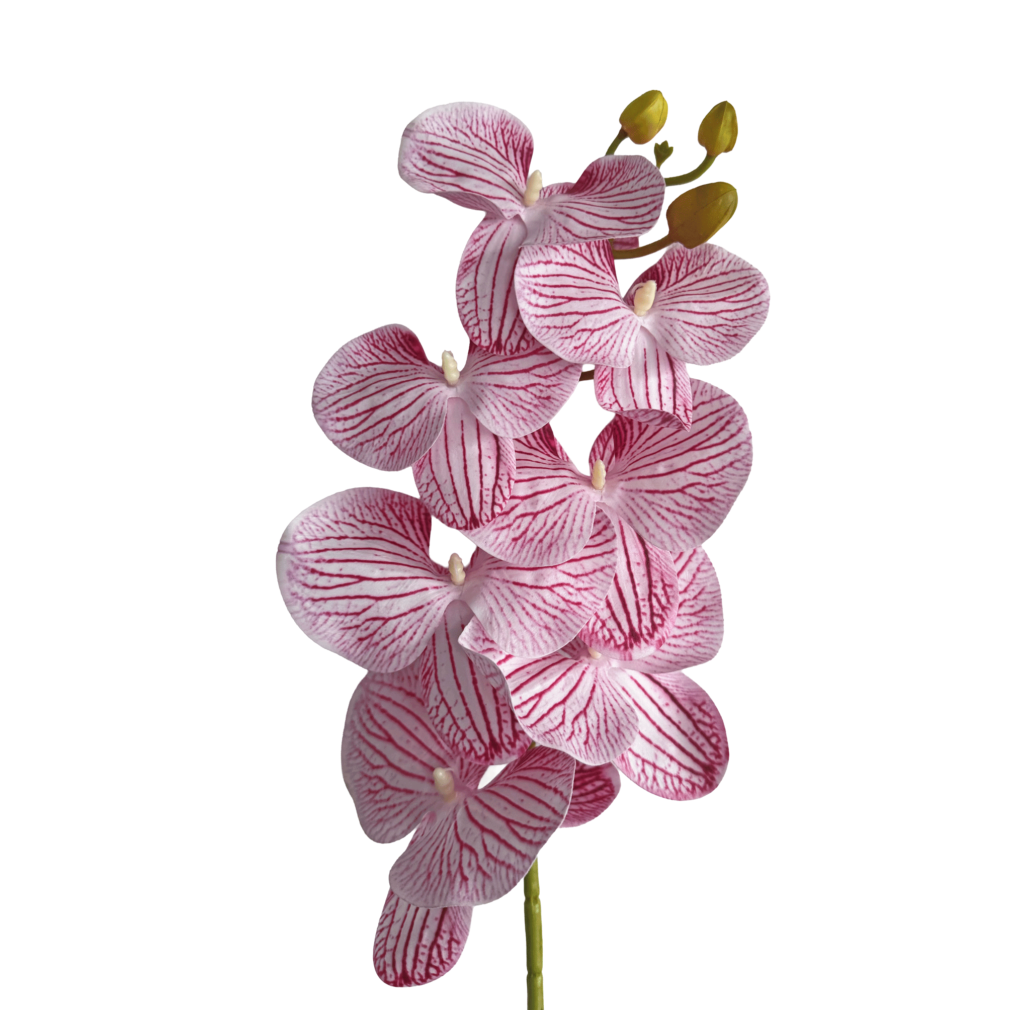 Placid Phalaenopsis Orchid — Veined Rose Pink