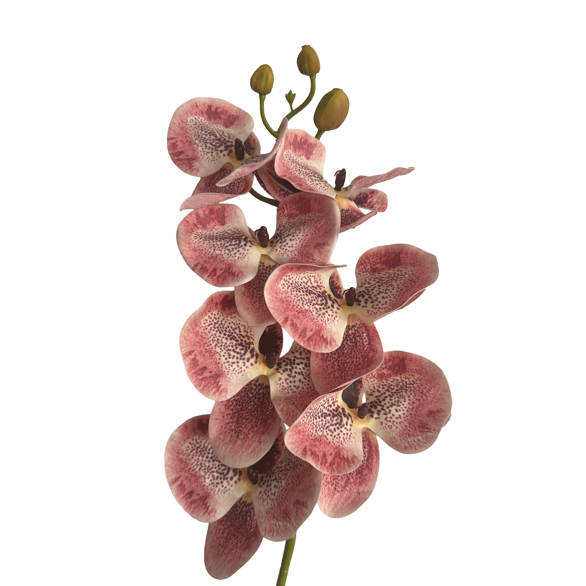 Placid Phalaenopsis Orchid — Speckled Blush