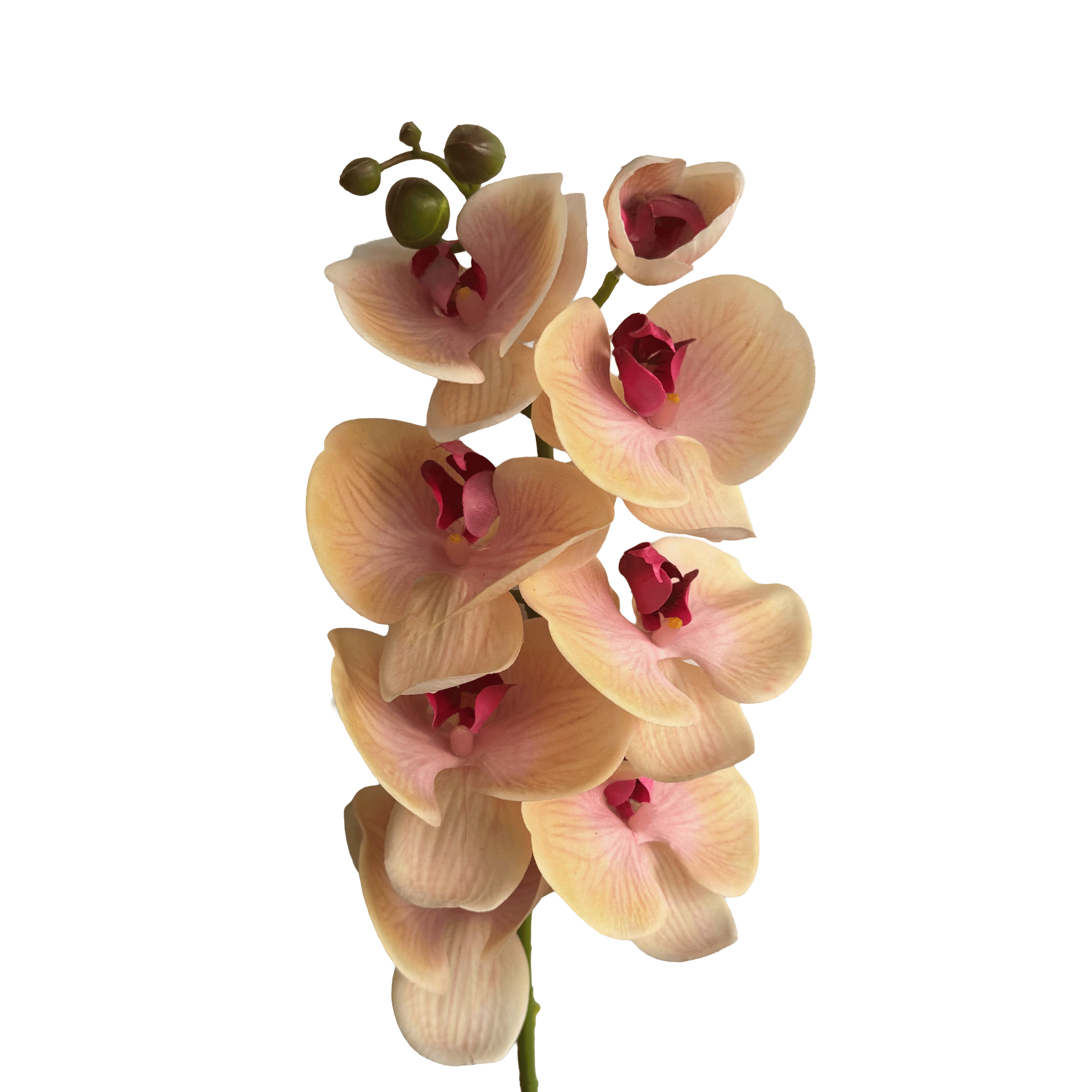 Poetic Phalaenopsis Orchid (Eight Blooms) — Amber Blush