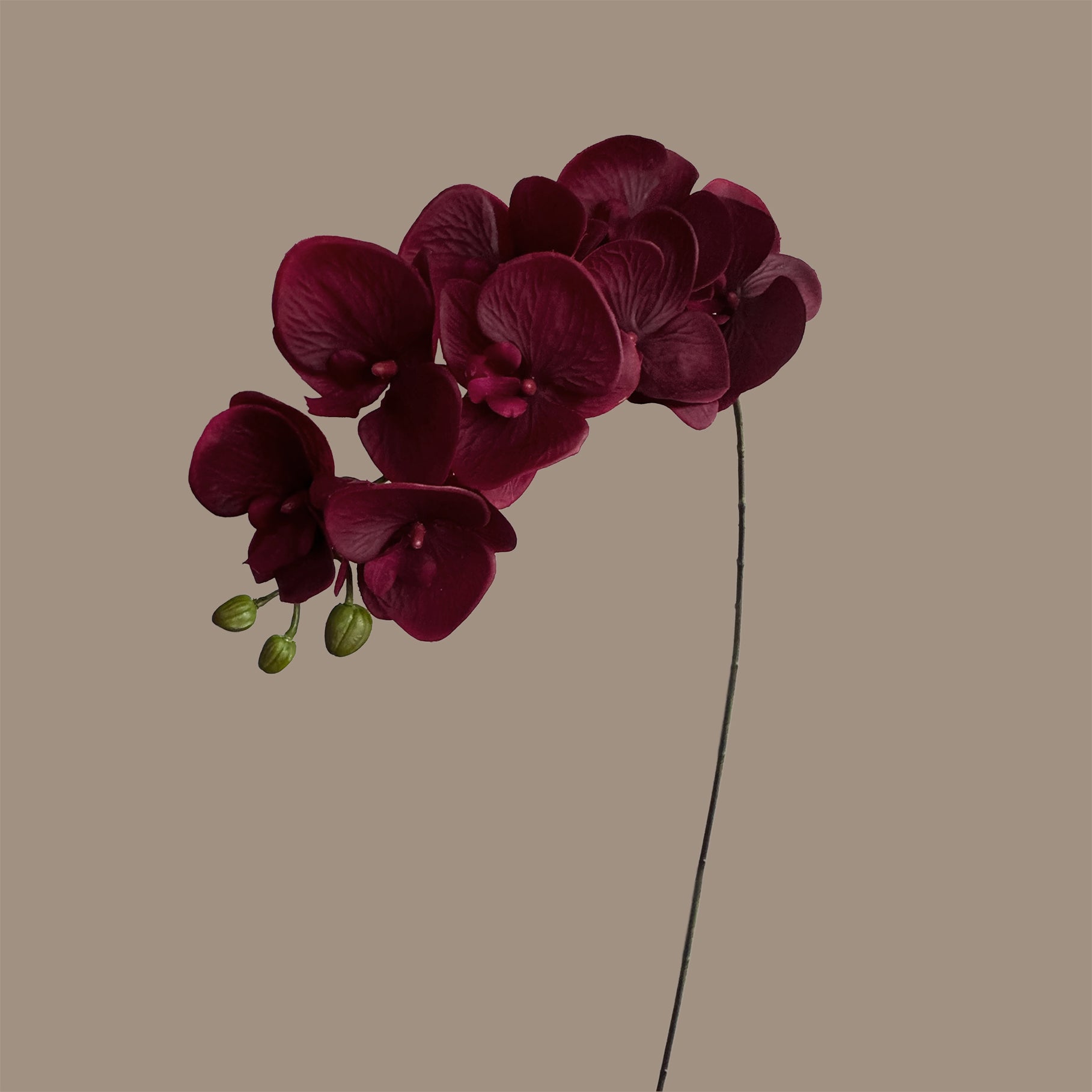 Trailing Arc Phalaenopsis Orchid (Nine Blooms) — Burgundy Red