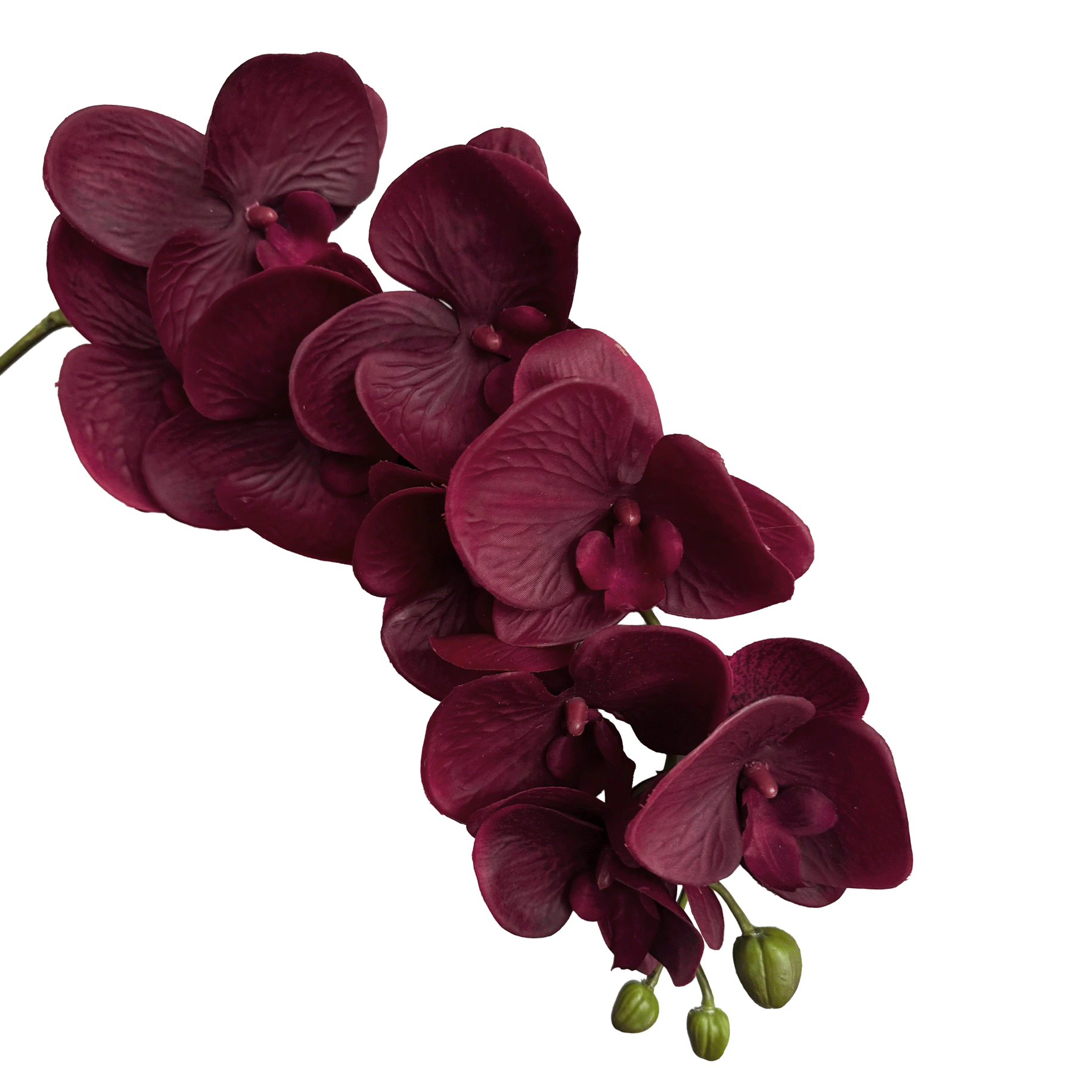 Trailing Arc Phalaenopsis Orchid (Nine Blooms) — Burgundy Red