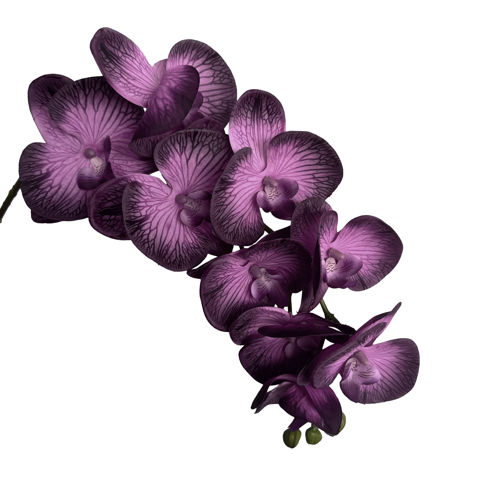 Trailing Arc Phalaenopsis Orchid (Nine Blooms) — Midnight Violet