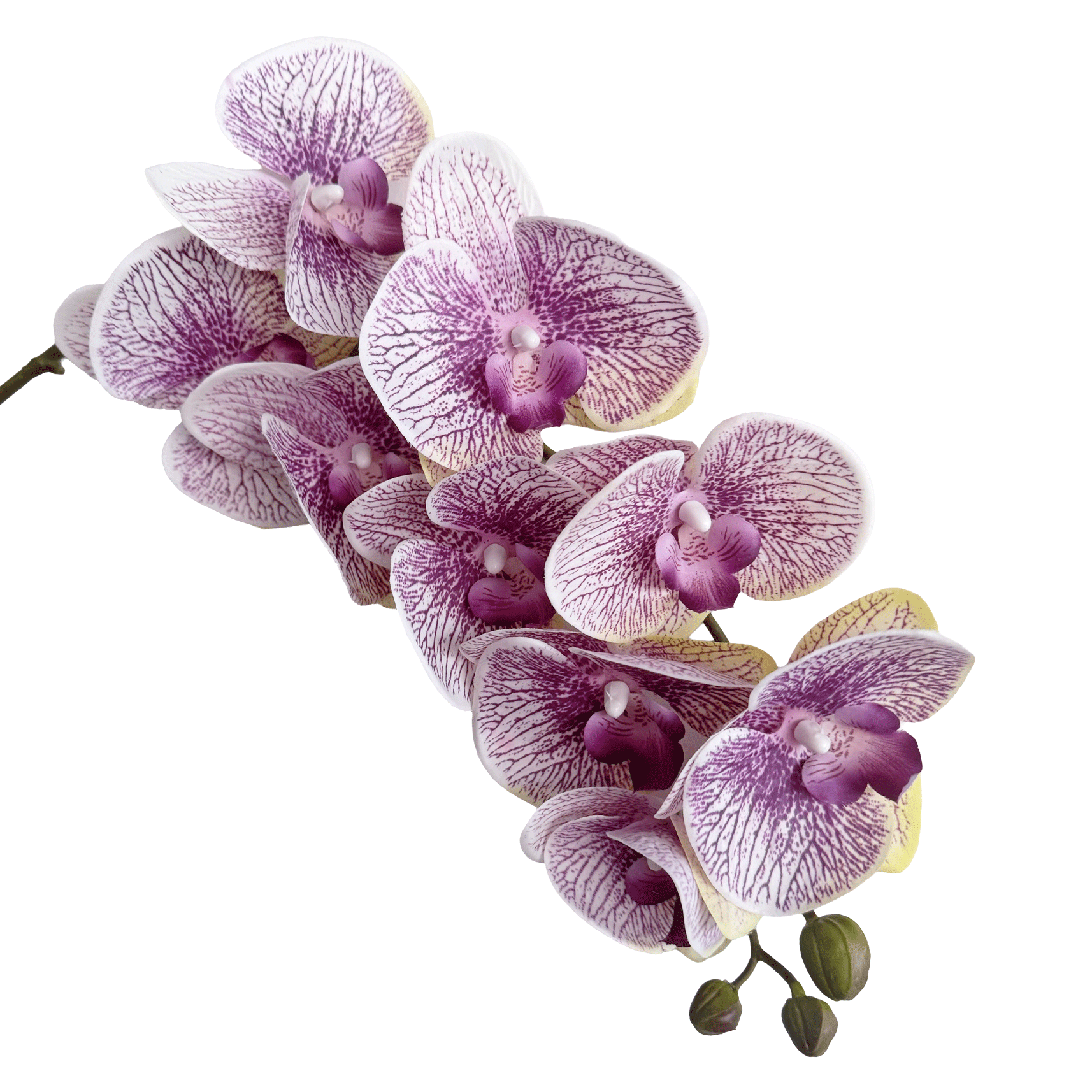 Trailing Arc Phalaenopsis Orchid (Nine Blooms) — Ivory Violet