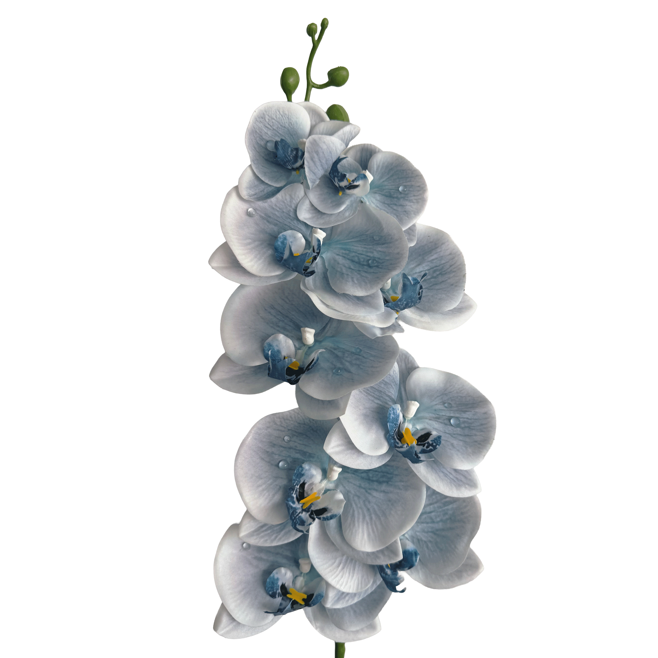 Dew-Kissed Phalaenopsis Orchid — Haze Blue