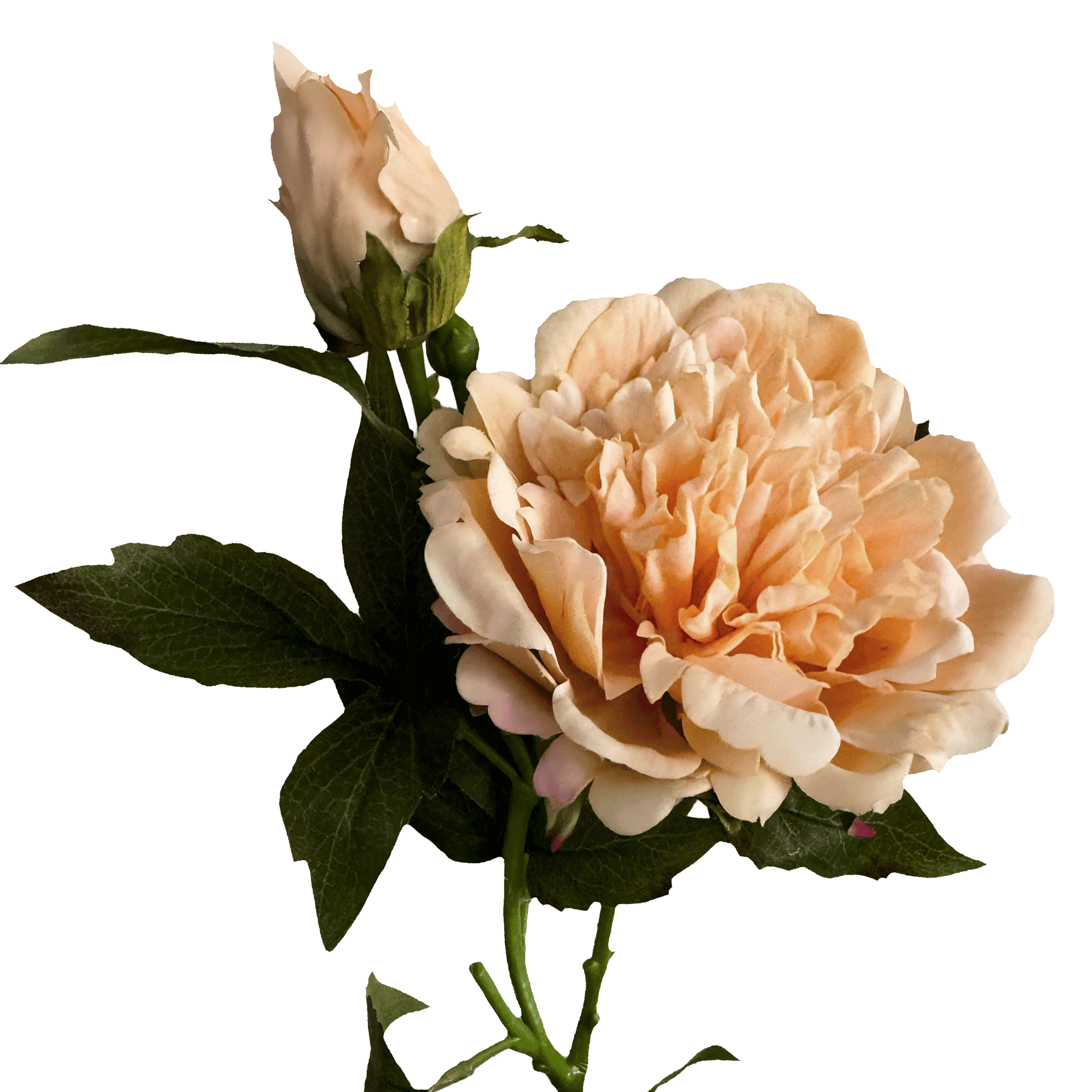 Peony — Apricot Cream