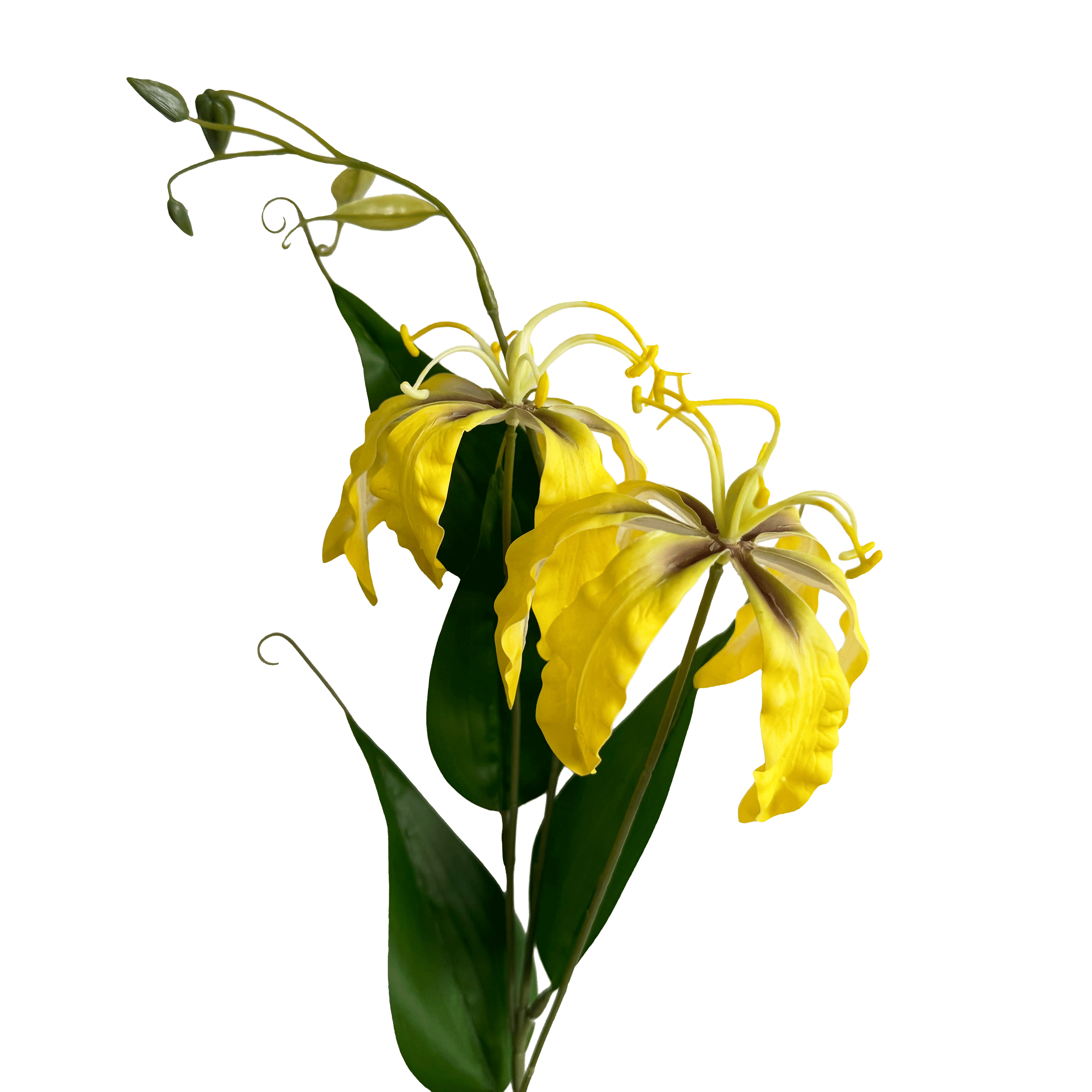 Gloriosa superba — Bright Yellow