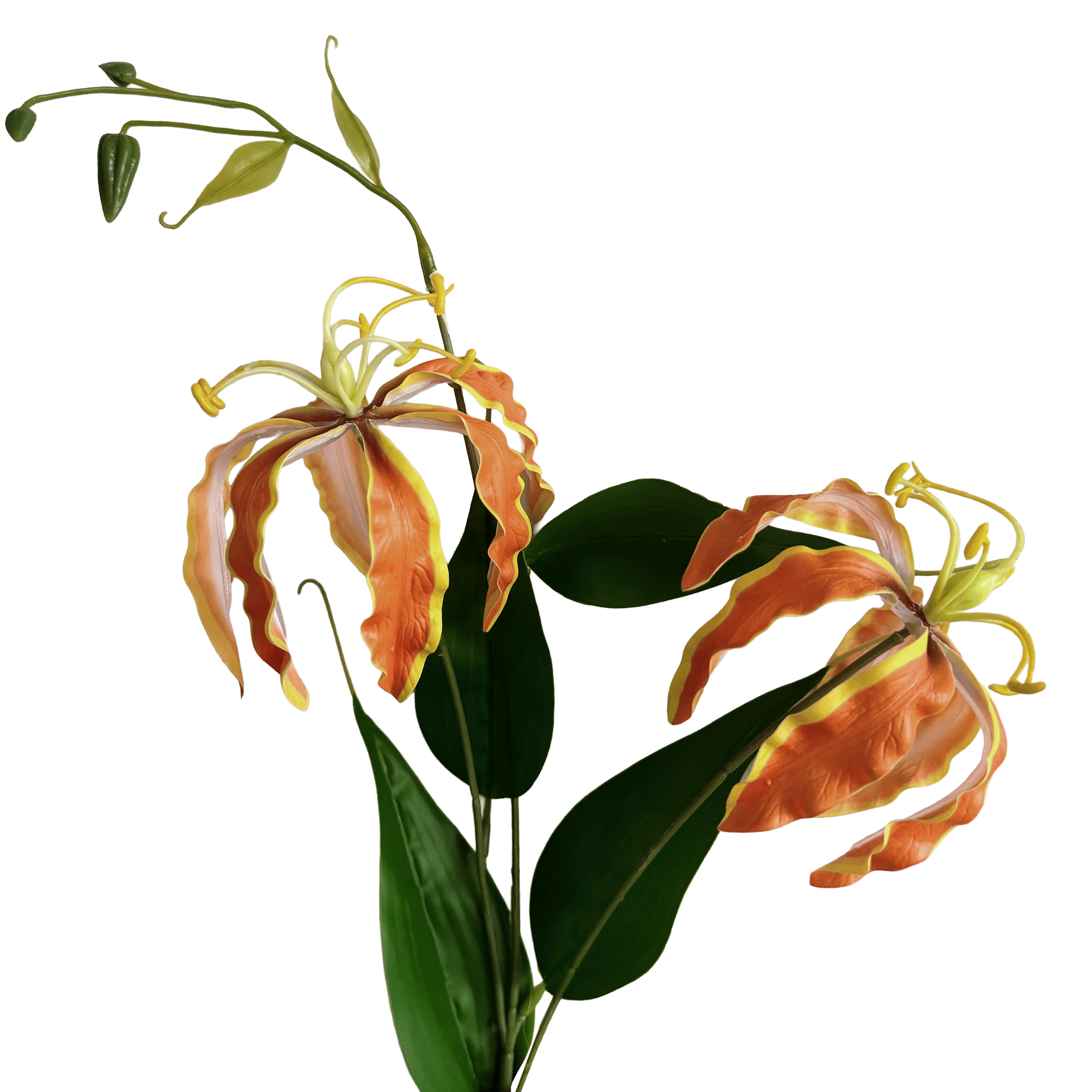 Gloriosa superba — Tangerine