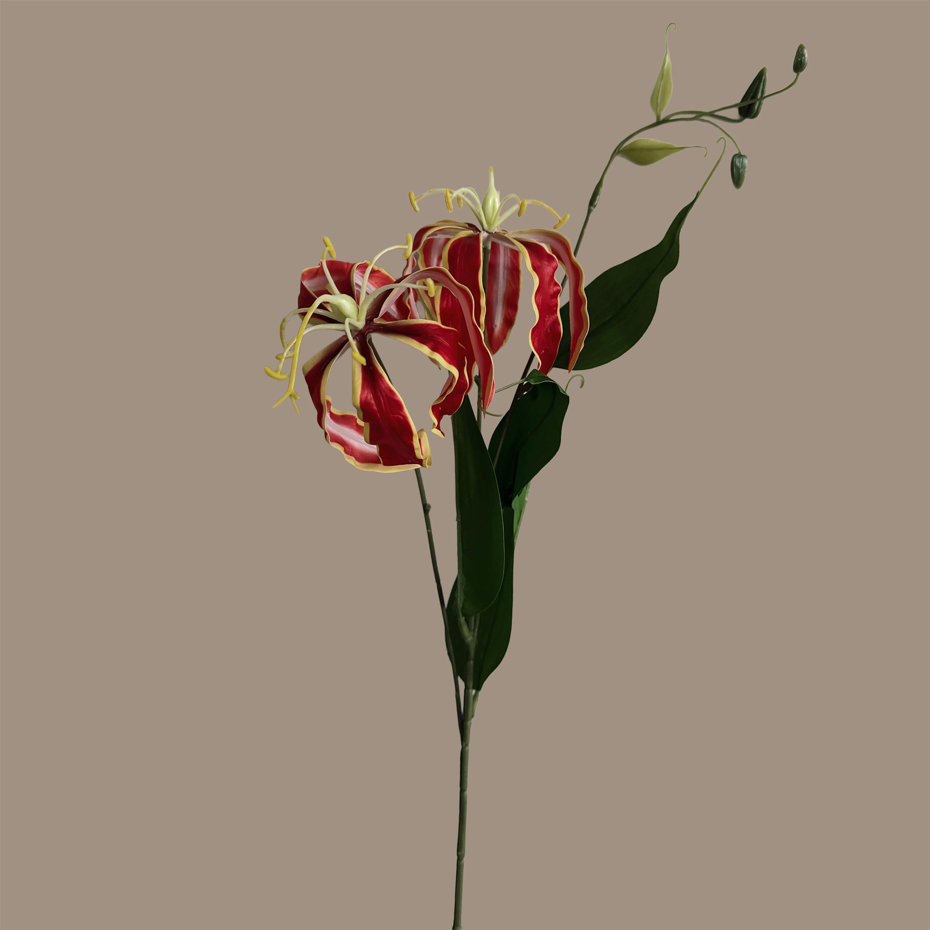 Gloriosa superba — Flame Red