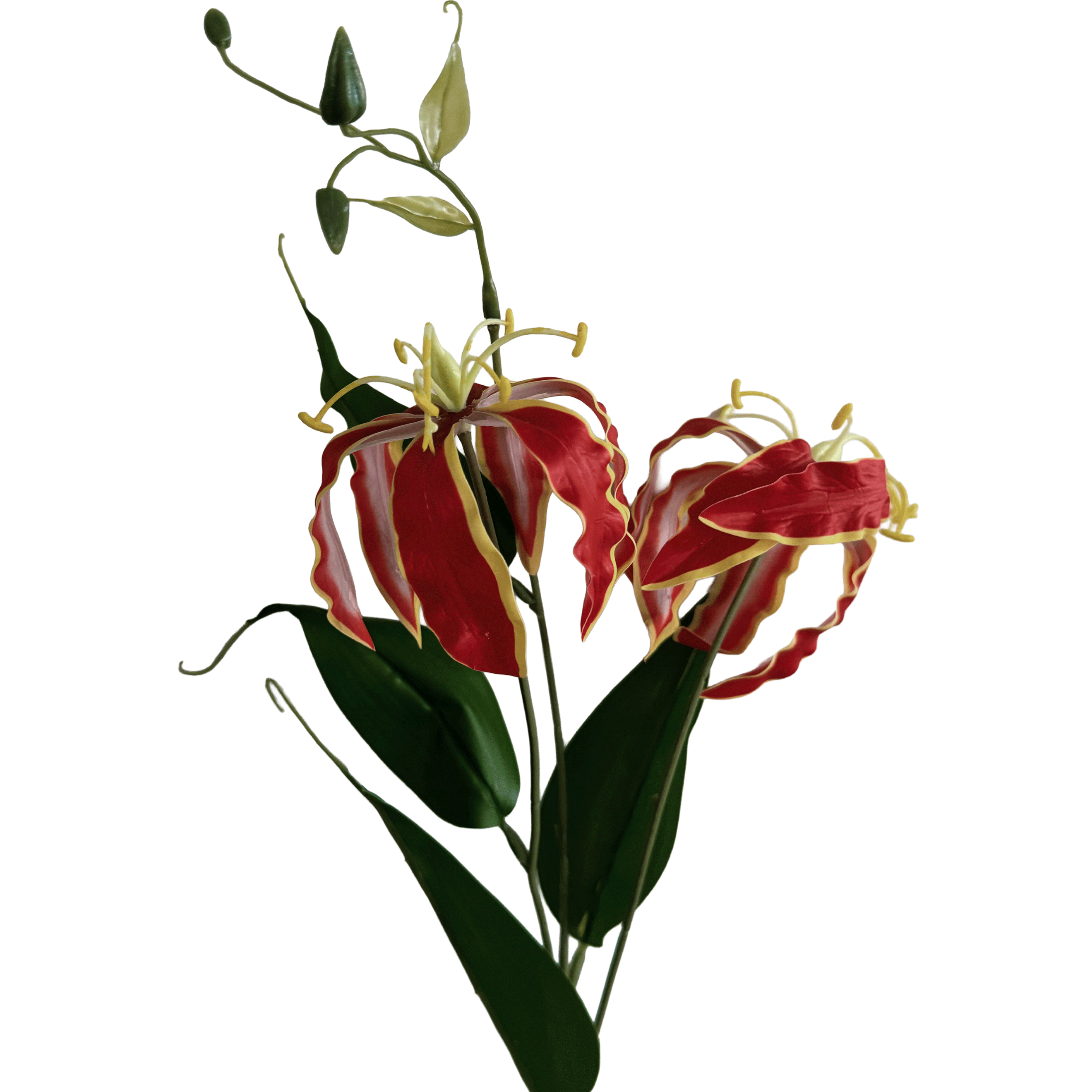 Gloriosa superba — Flame Red