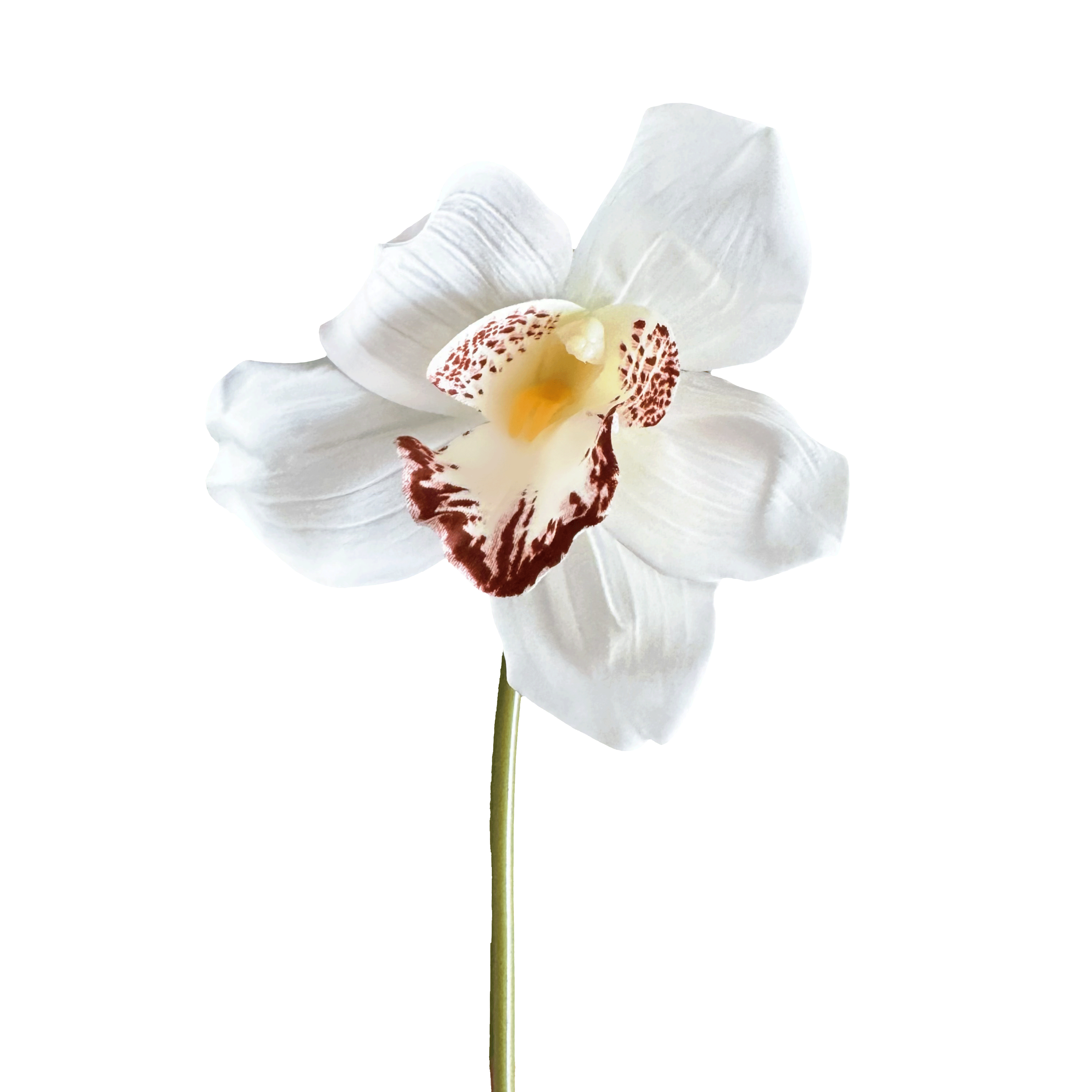 Cymbidium Orchid — Snow White