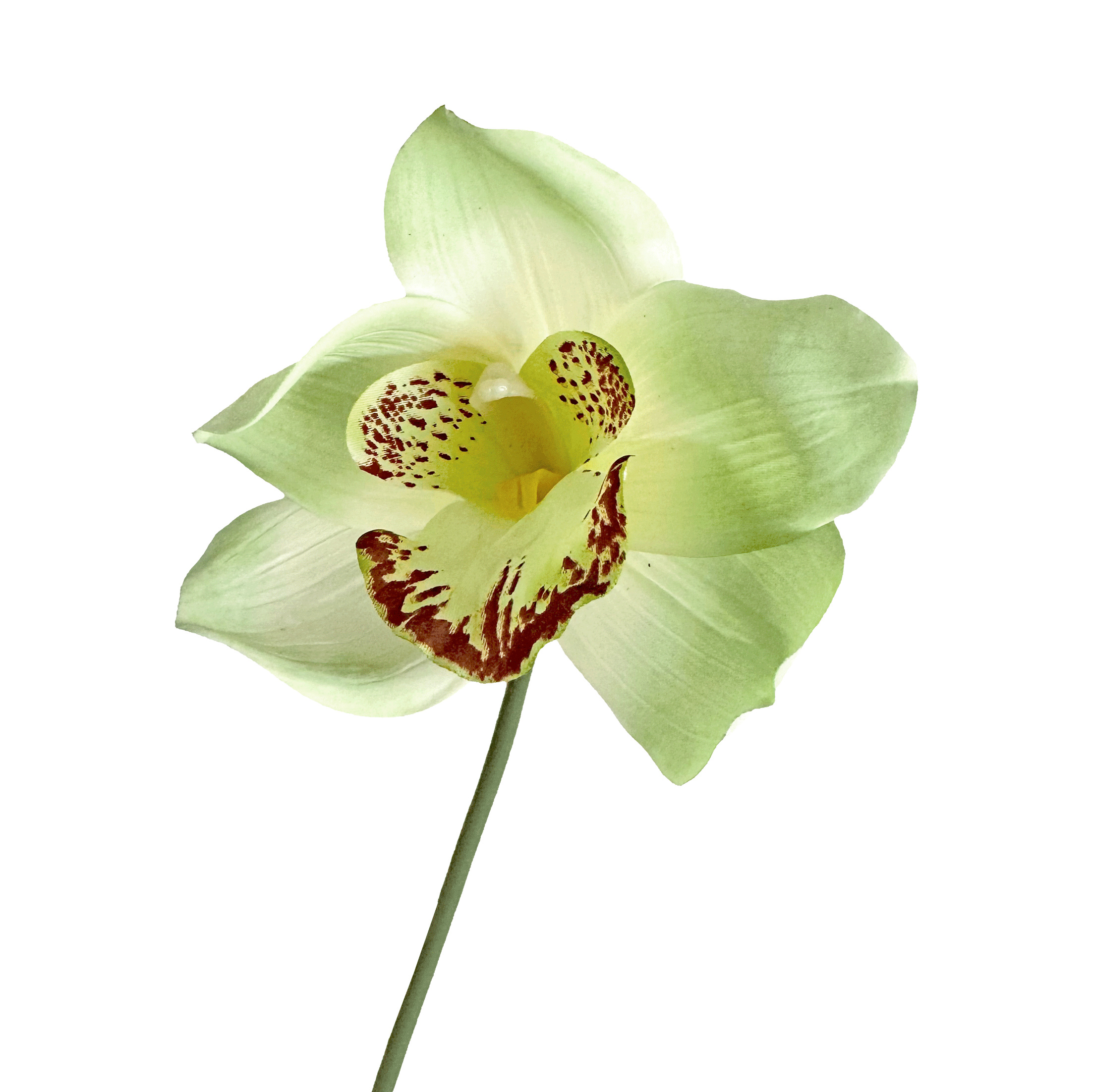 Cymbidium Orchid — Breeze Green