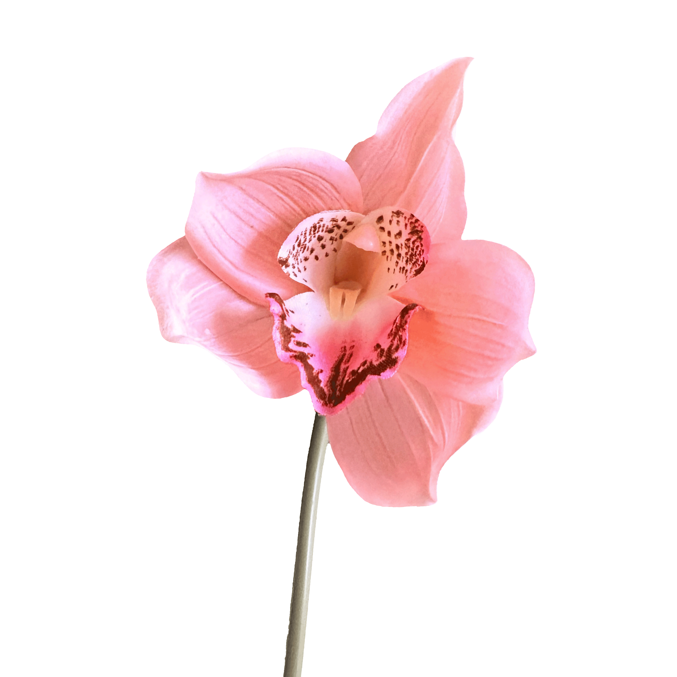 Cymbidium Orchid — Peach Blush