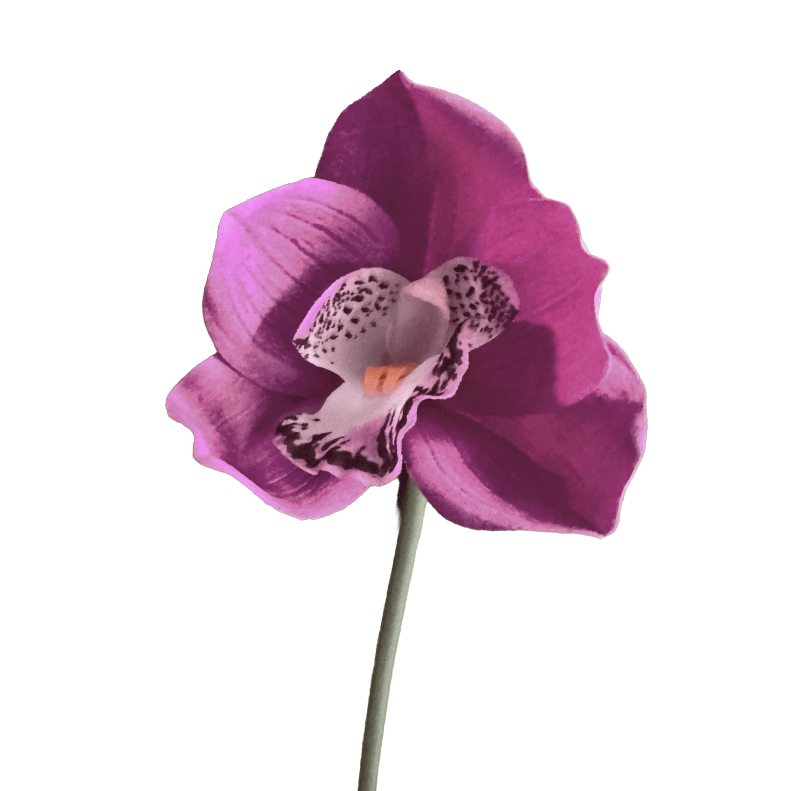 Cymbidium Orchid — Plum Violet