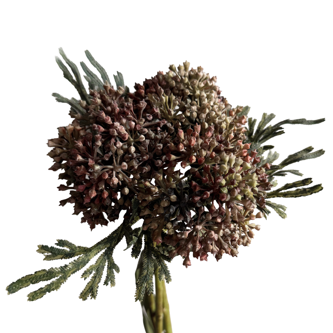 Skimmia Bud Ball (Fernleaf Edit) — Olive Russet Bicolour