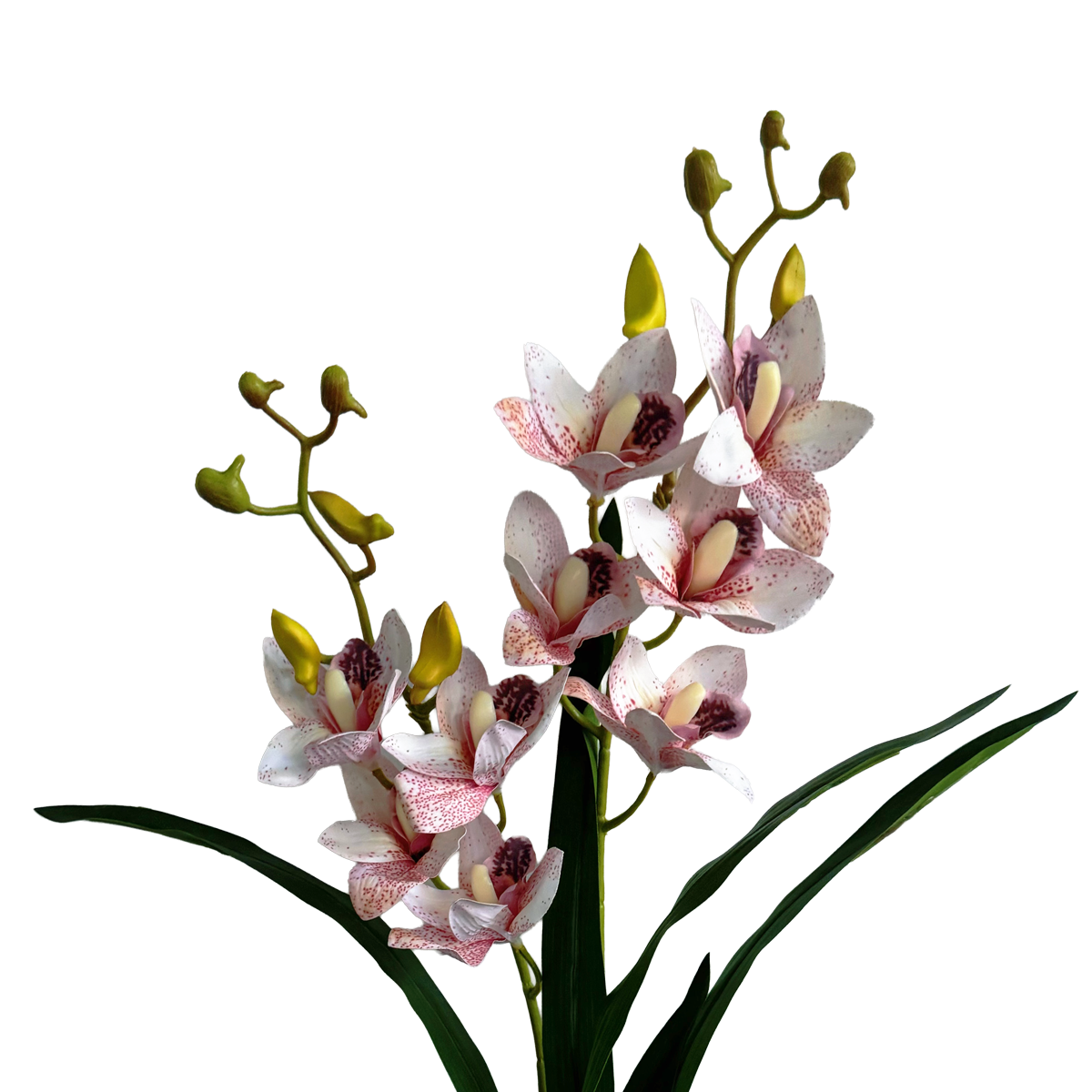 Pot Suitable Cymbidium Orchid — Speckled Pink