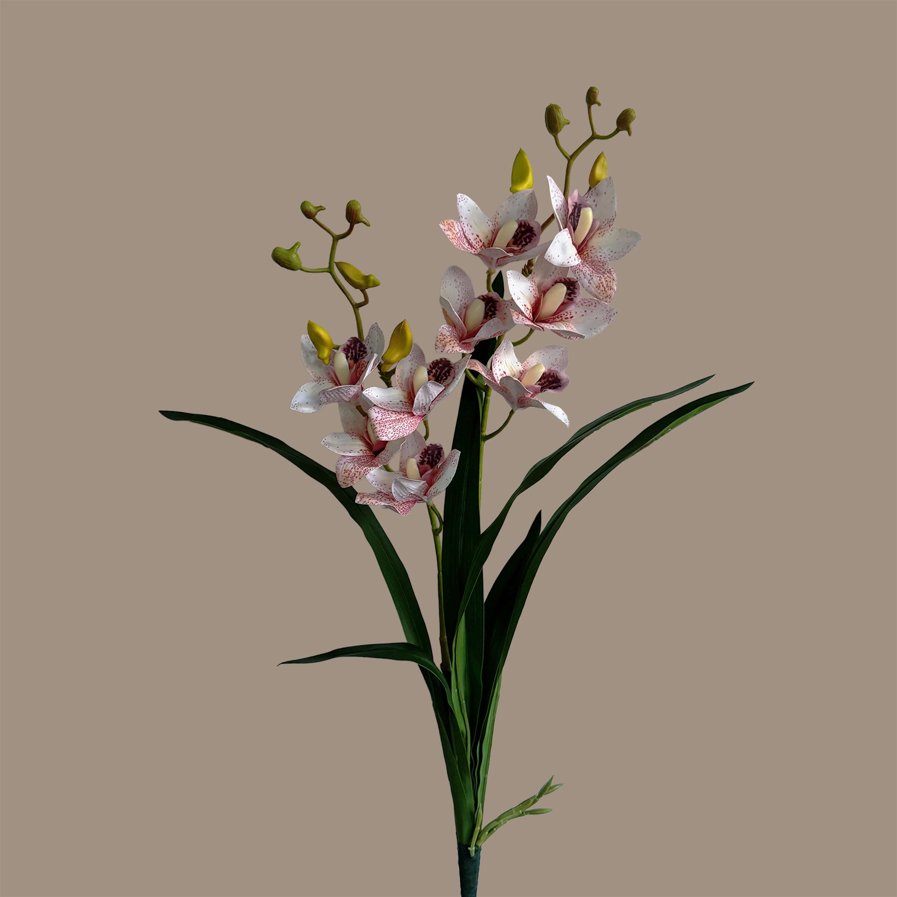 Pot Suitable Cymbidium Orchid — Speckled Pink