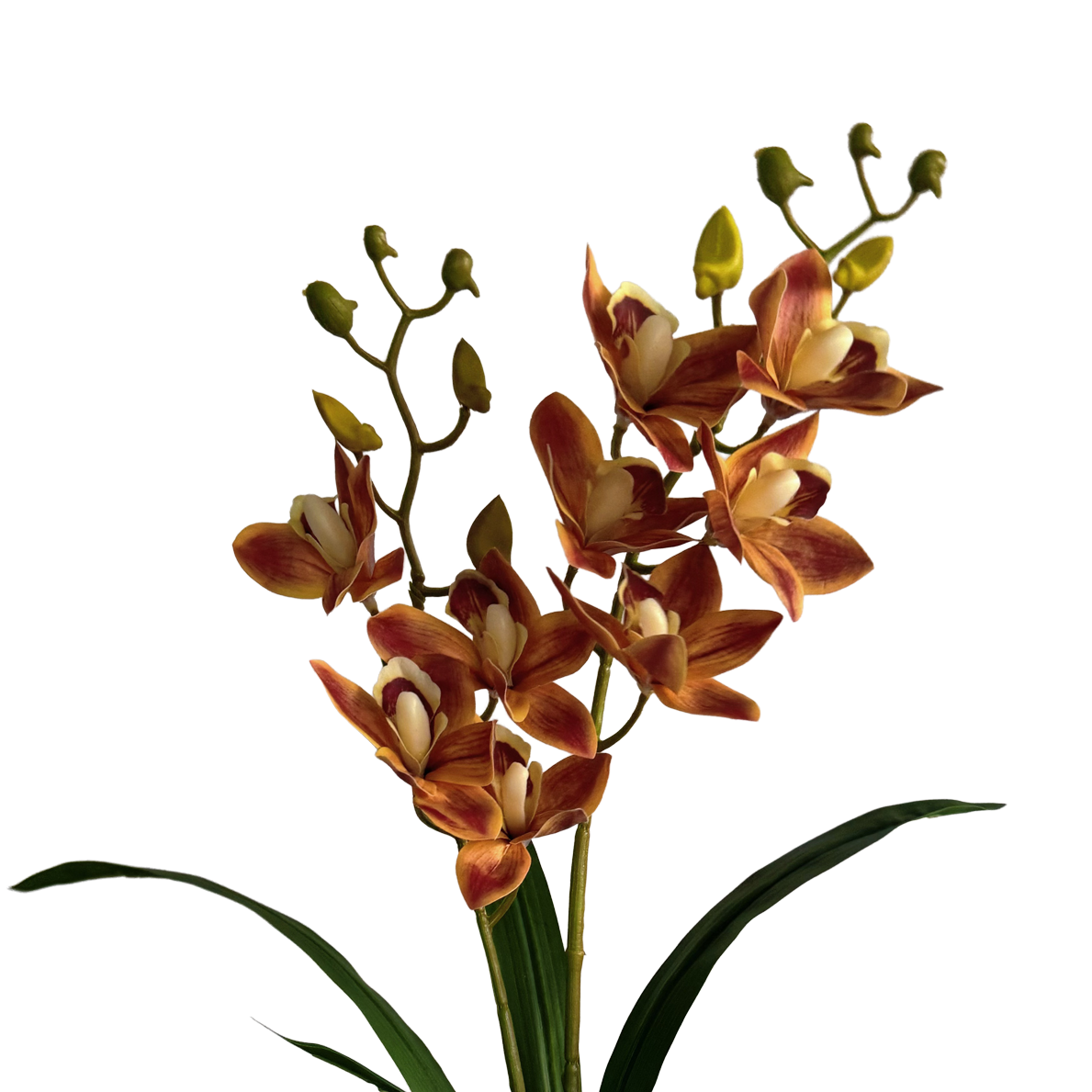 Pot Suitable Cymbidium Orchid — Burnished Persimmon