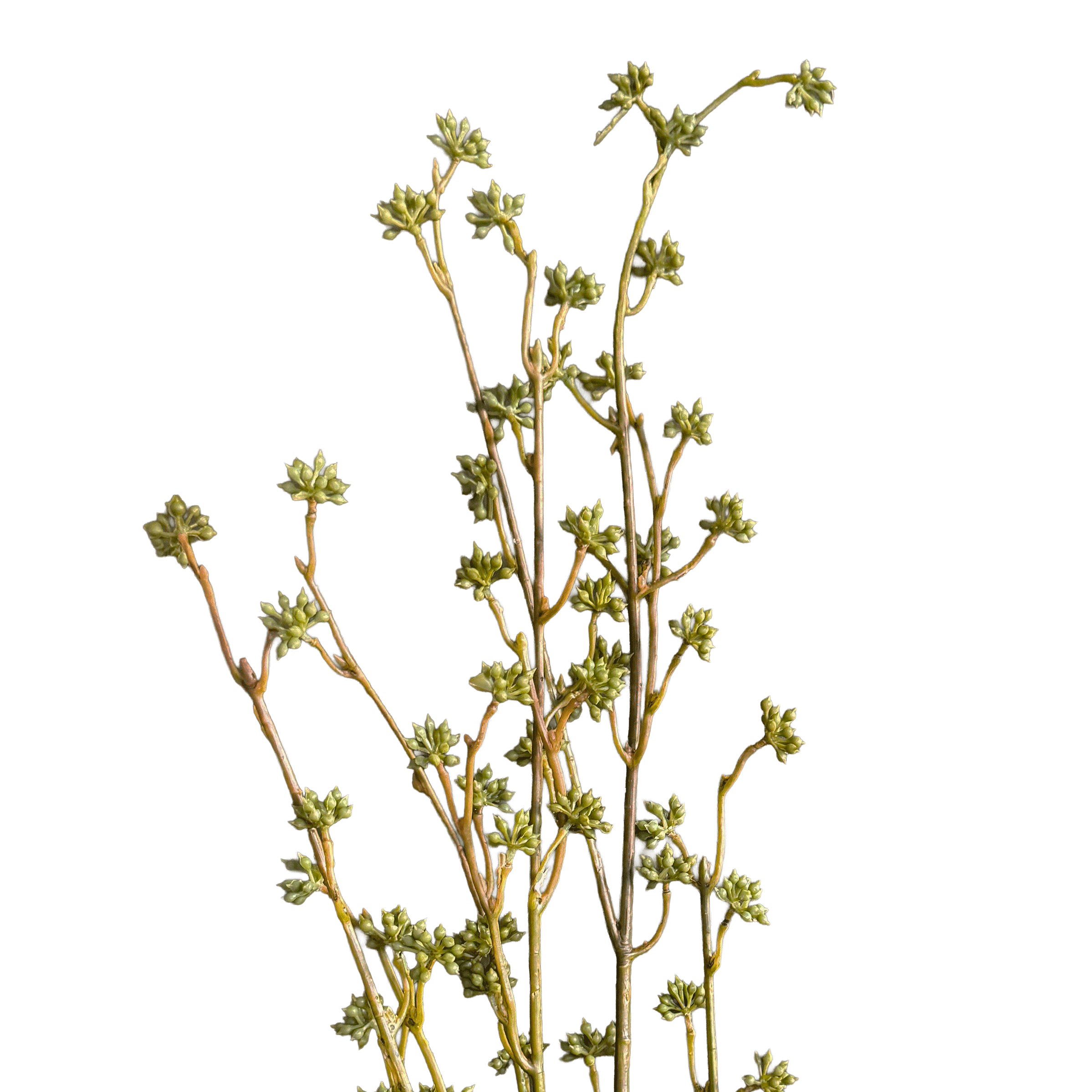 Lepidium Seed Spray — Olive Chartreuse