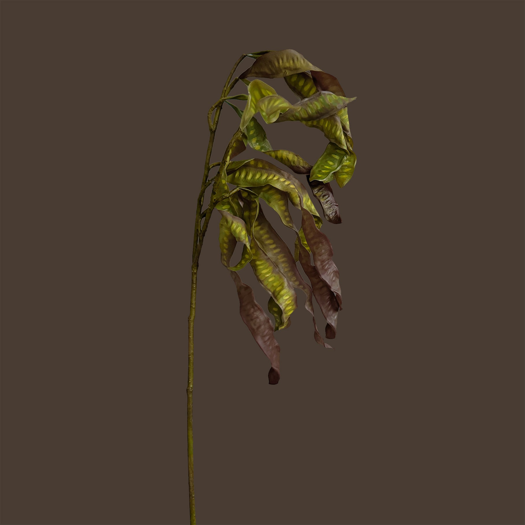 Spiral Pod Branch — Olive Mahogany