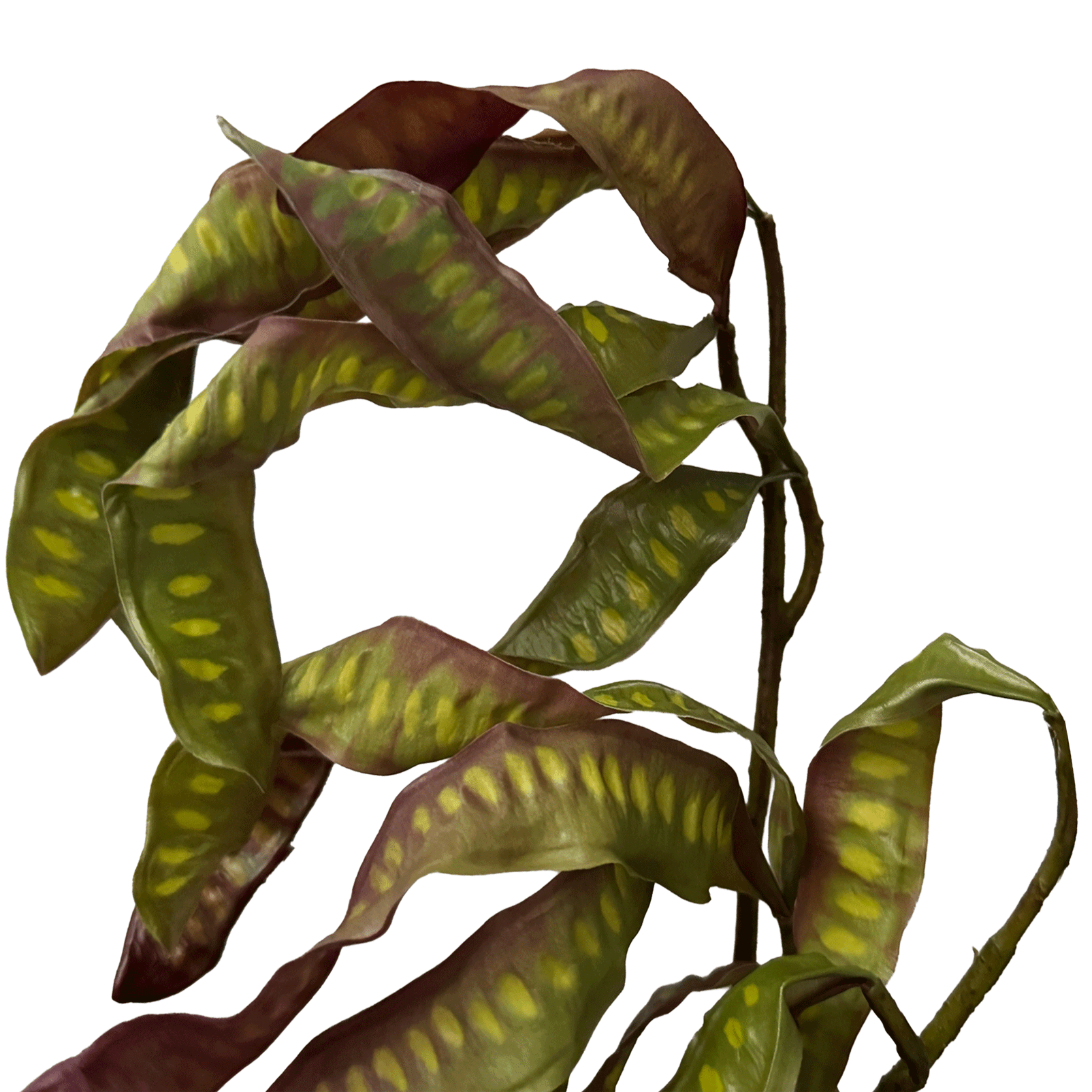 Spiral Pod Branch — Olive Mahogany