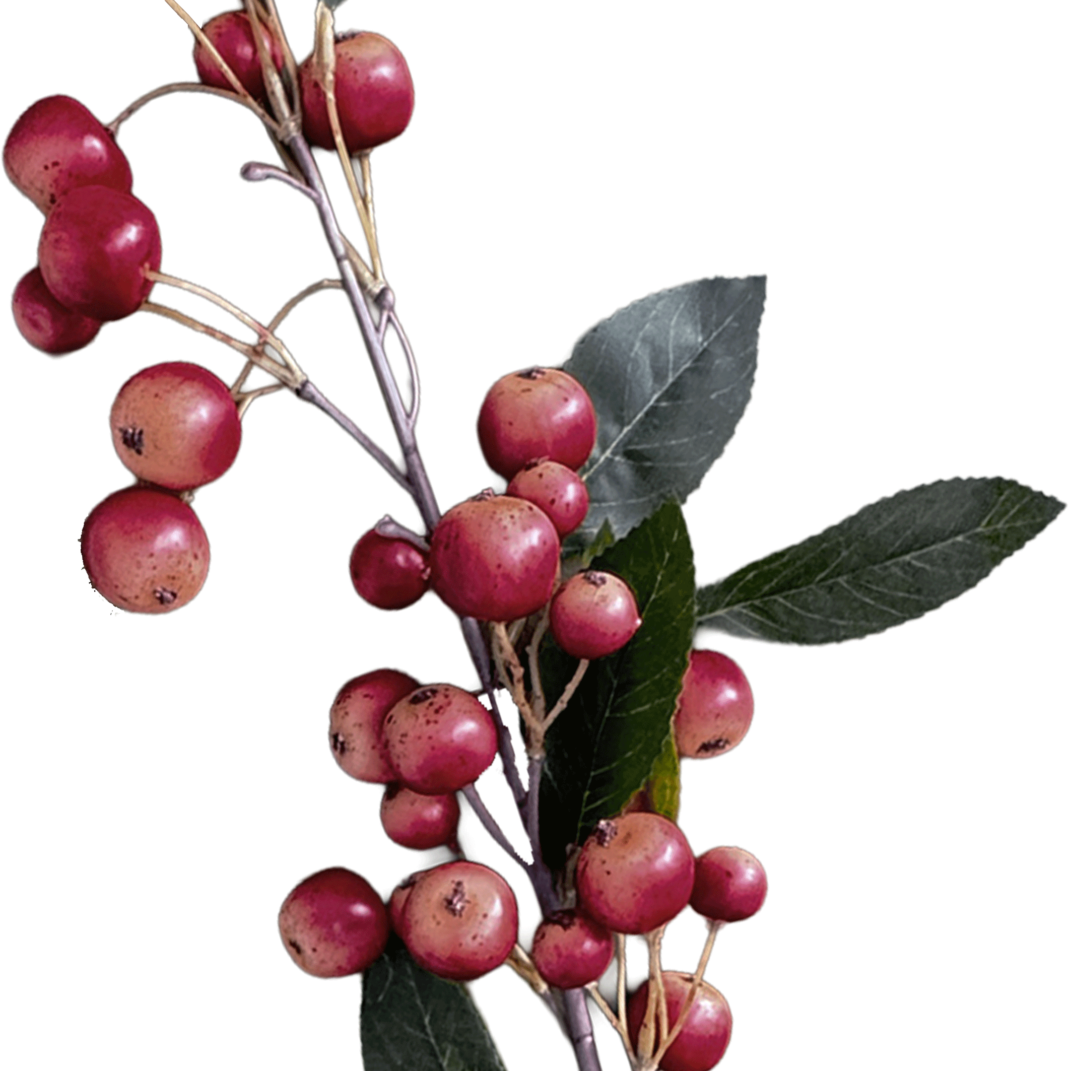 Malus Crabapple — Orchard Carmine