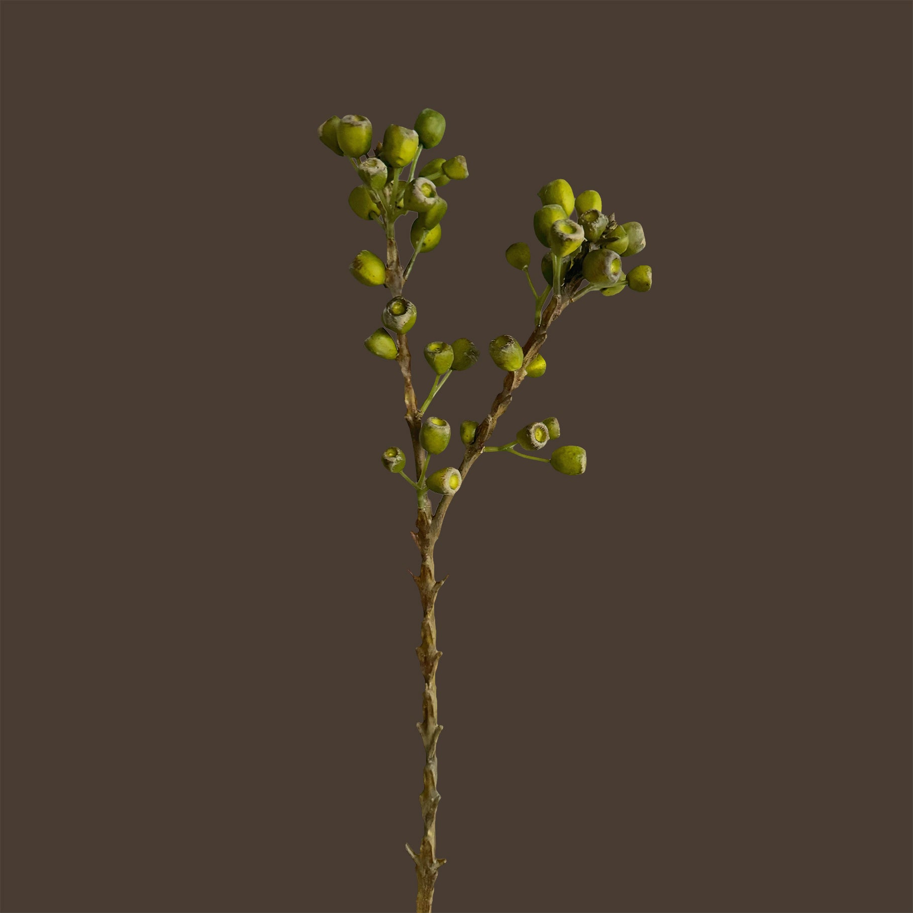 Eucalyptus Pods — Lichen Olive