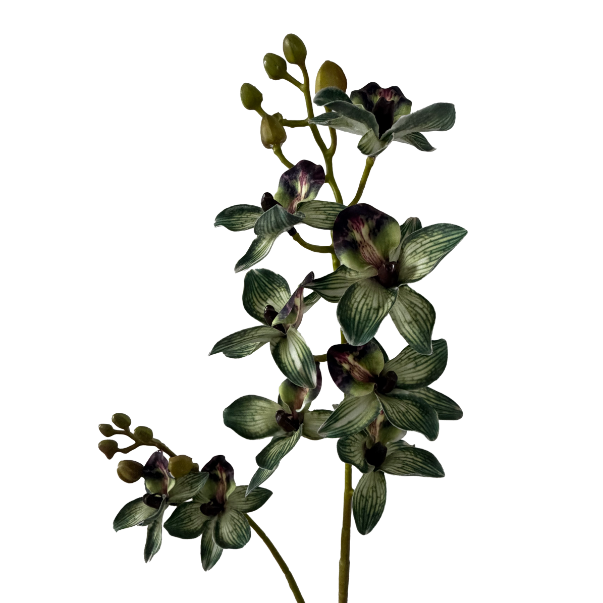 Rodriguezia lanceolata — Olive Green