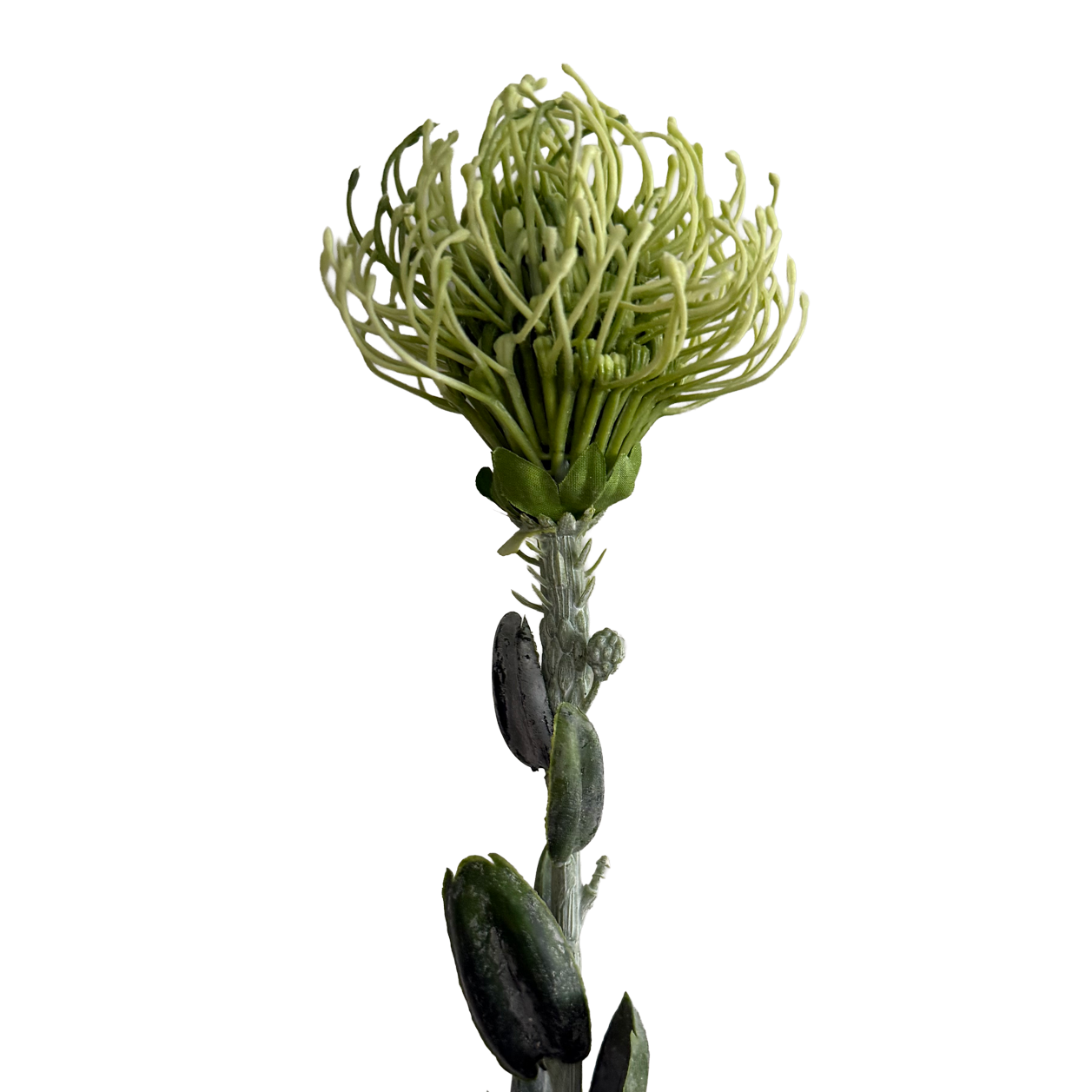 Leucospermum — Fresh Mint