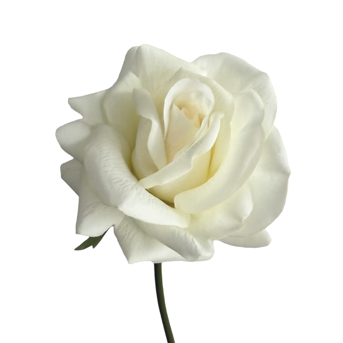 Leafless Rose — Cream White