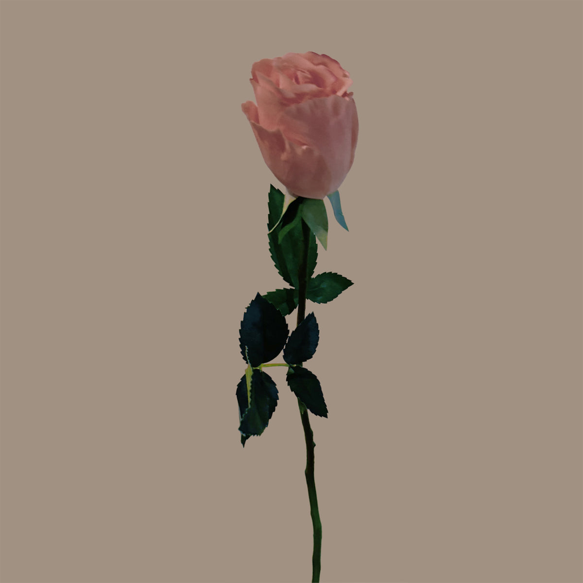Petite Rose — New Pink
