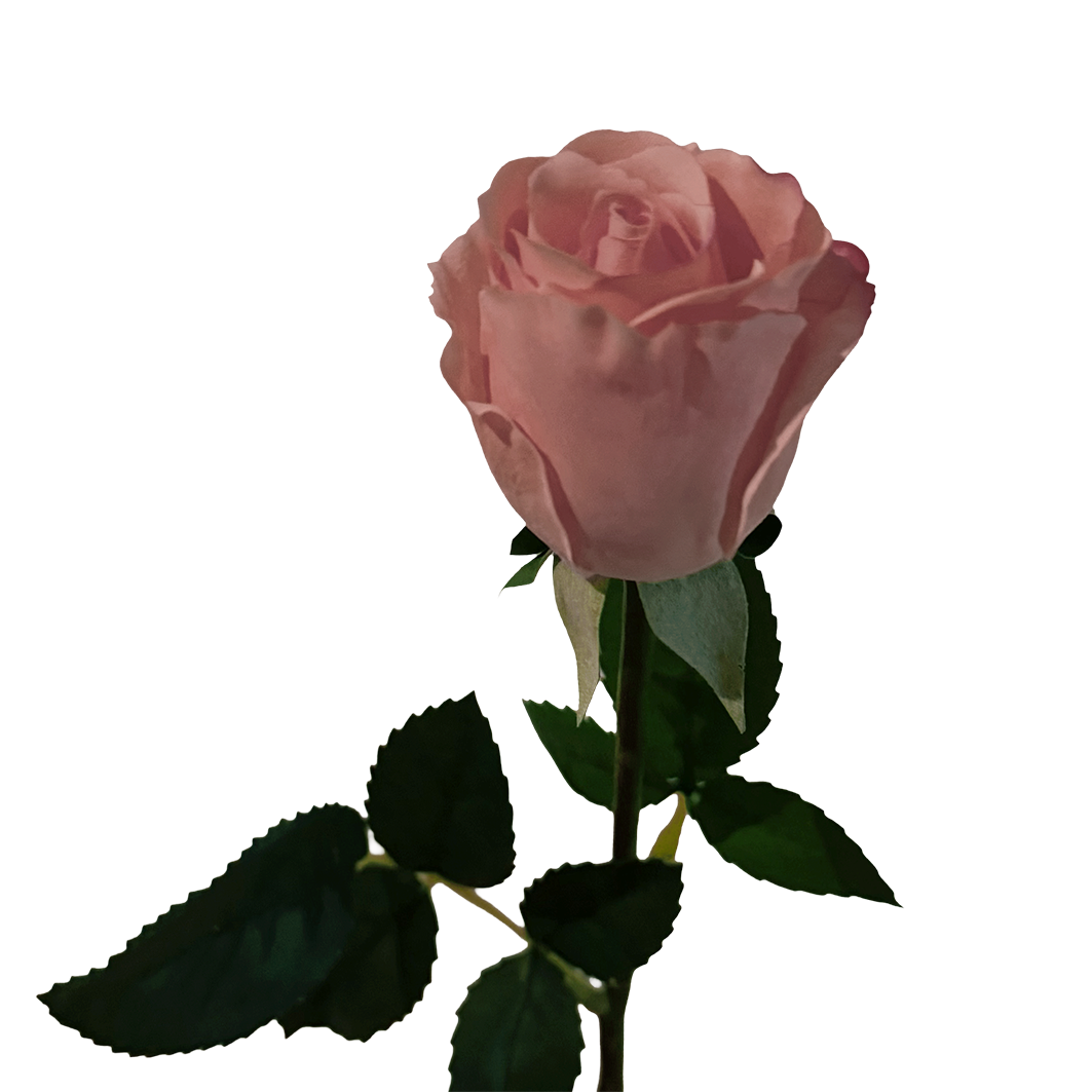 Petite Rose — New Pink