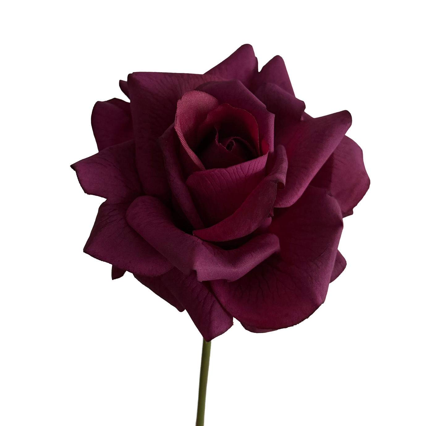 Leafless Rose — Plum