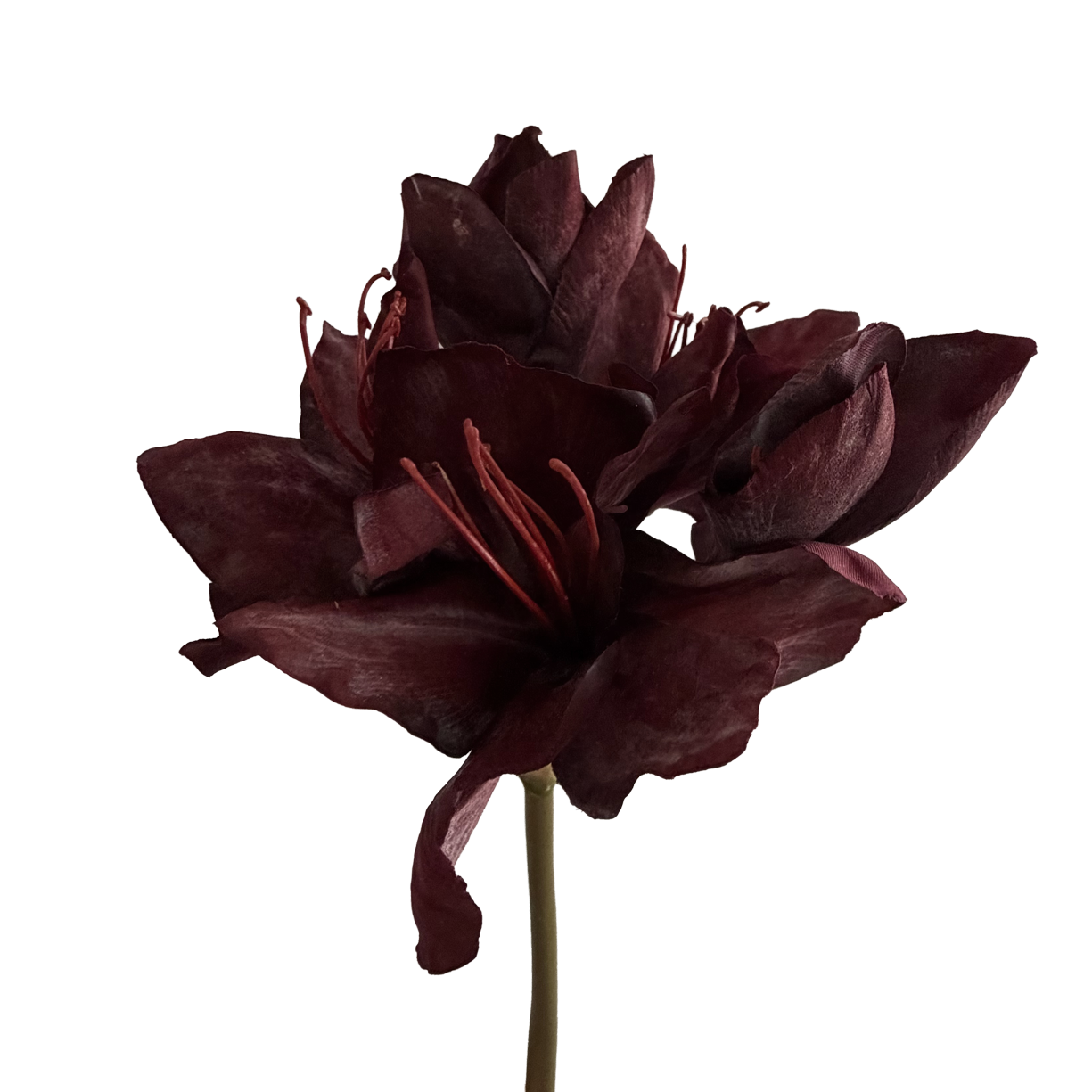 Clivia — Heritage Red