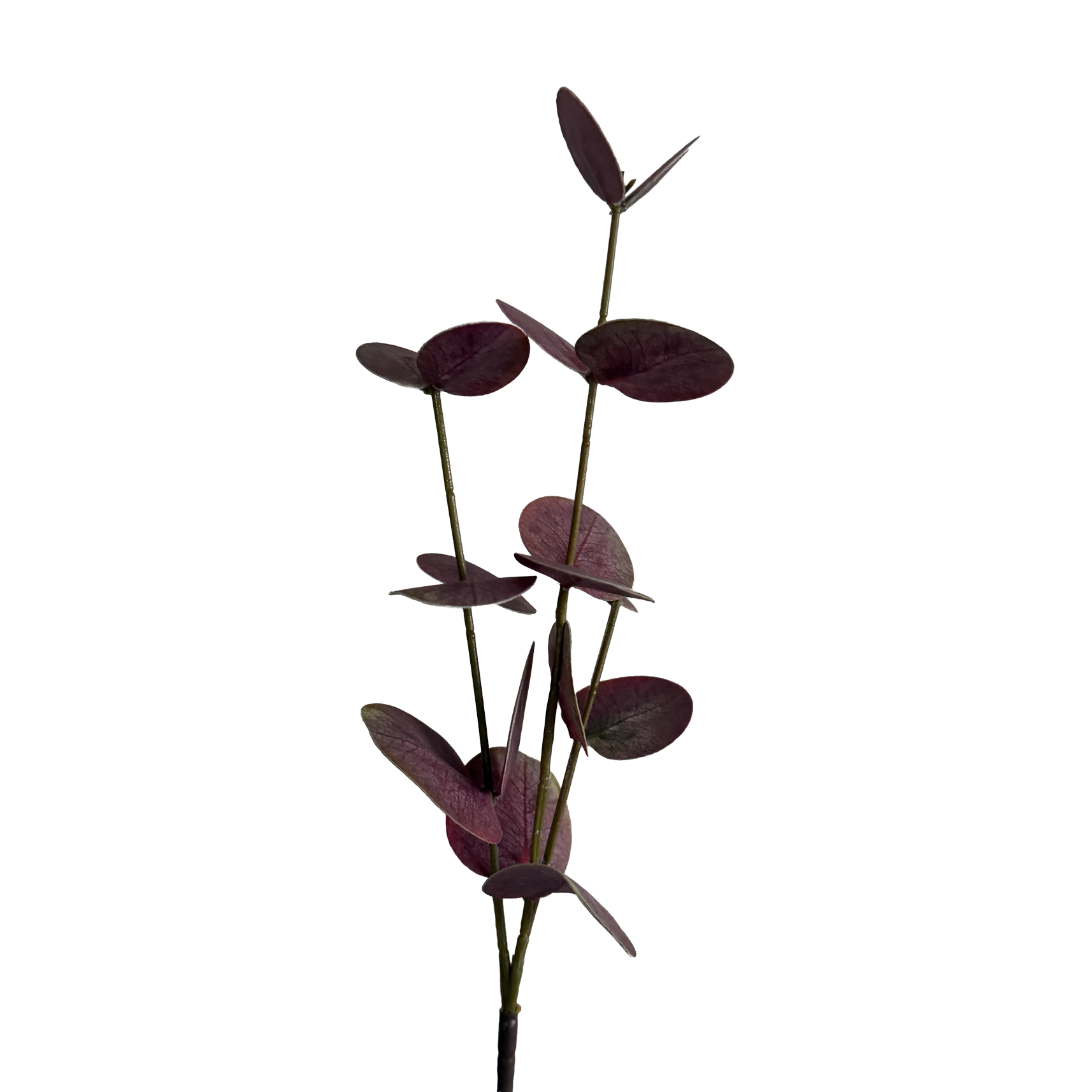 Eucalyptus — Dusty Rose Red