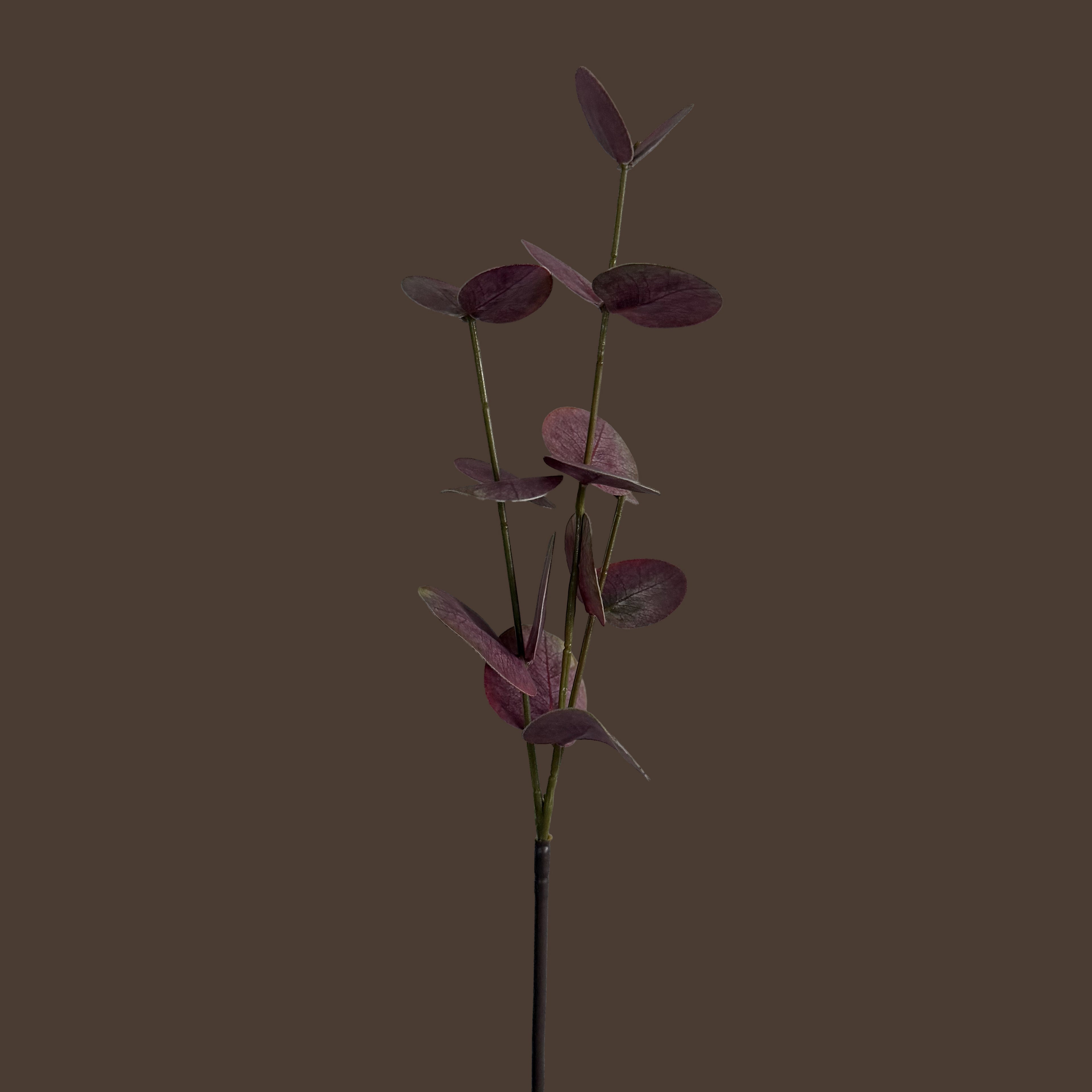 Eucalyptus — Dusty Rose Red