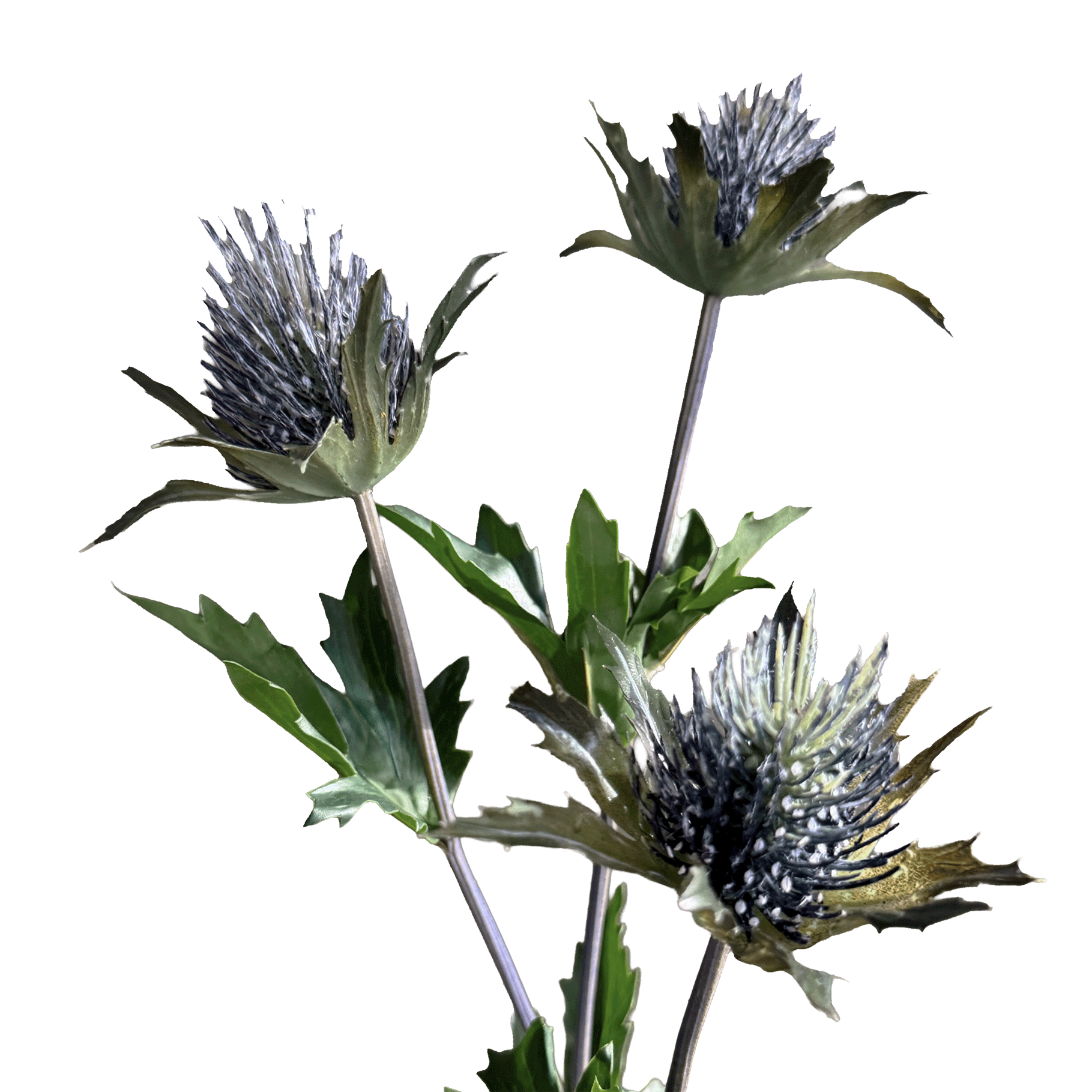 Eryngium Tristar — Storm Slate