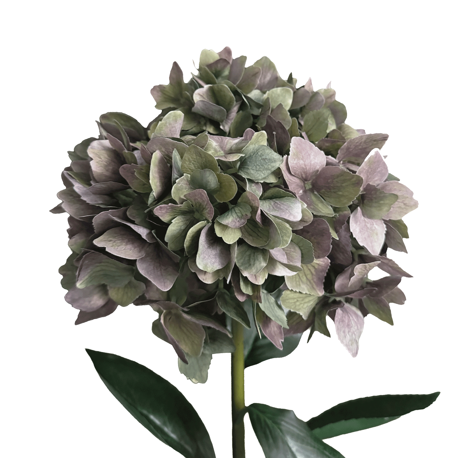 Horizon Hydrangea — Antique Green Plum