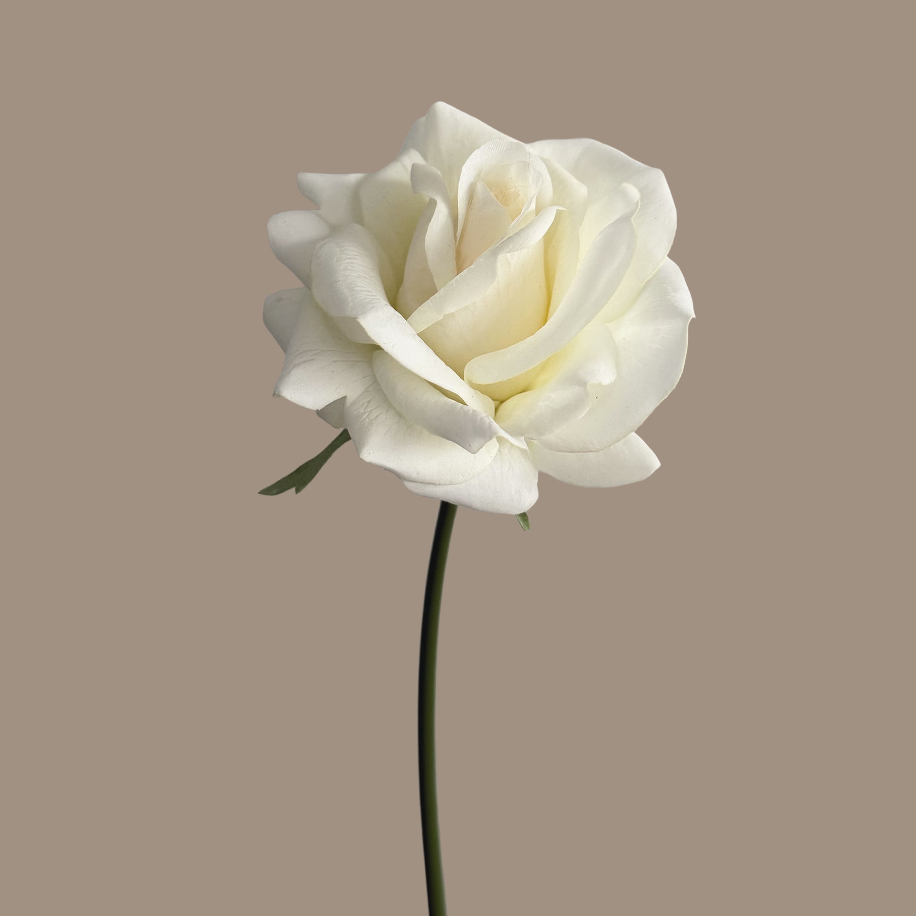 Leafless Rose — Cream White