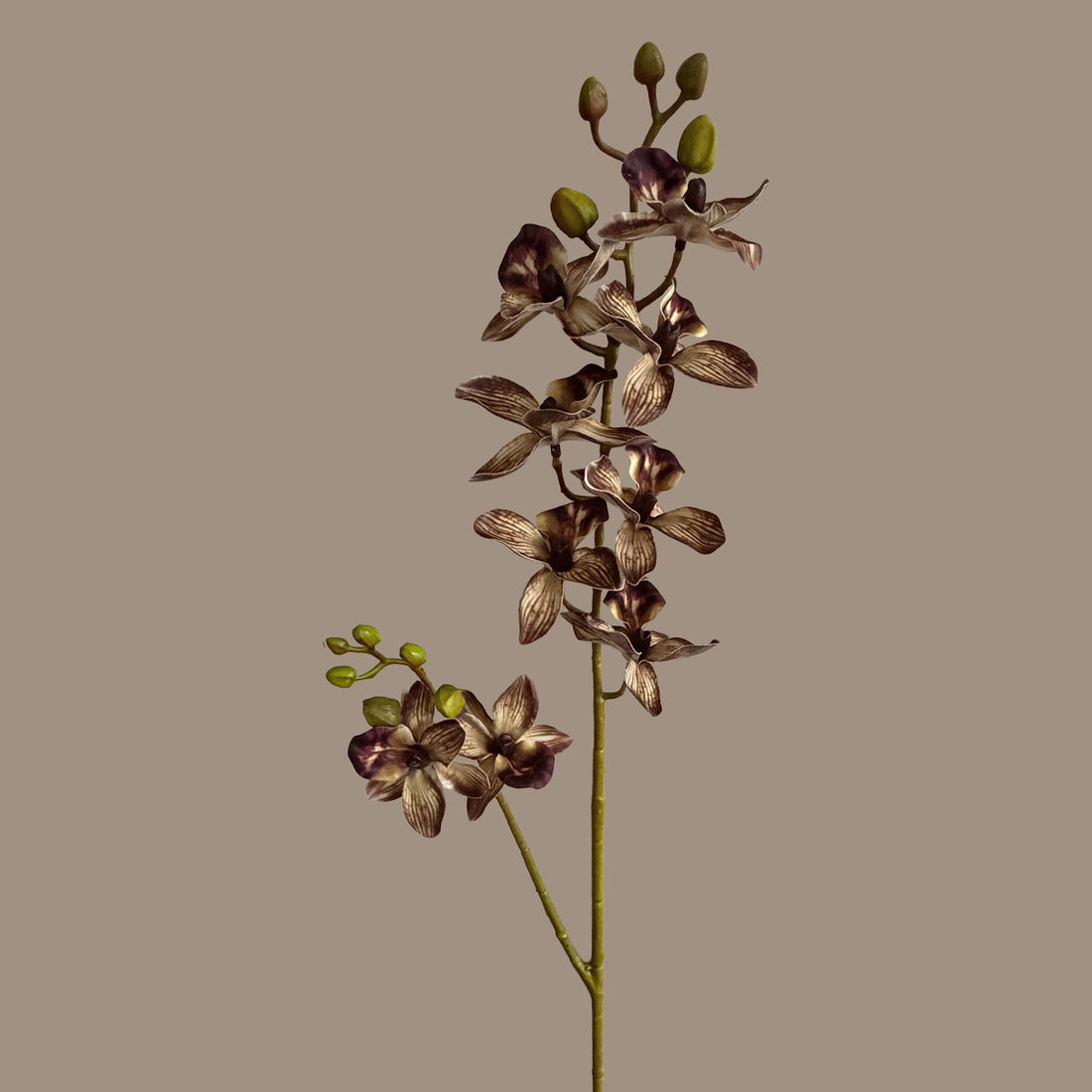 Rodriguezia lanceolata — Tan Brown