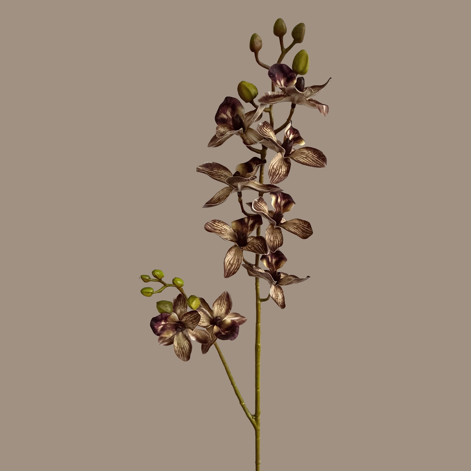 Rodriguezia lanceolata — Tan Brown