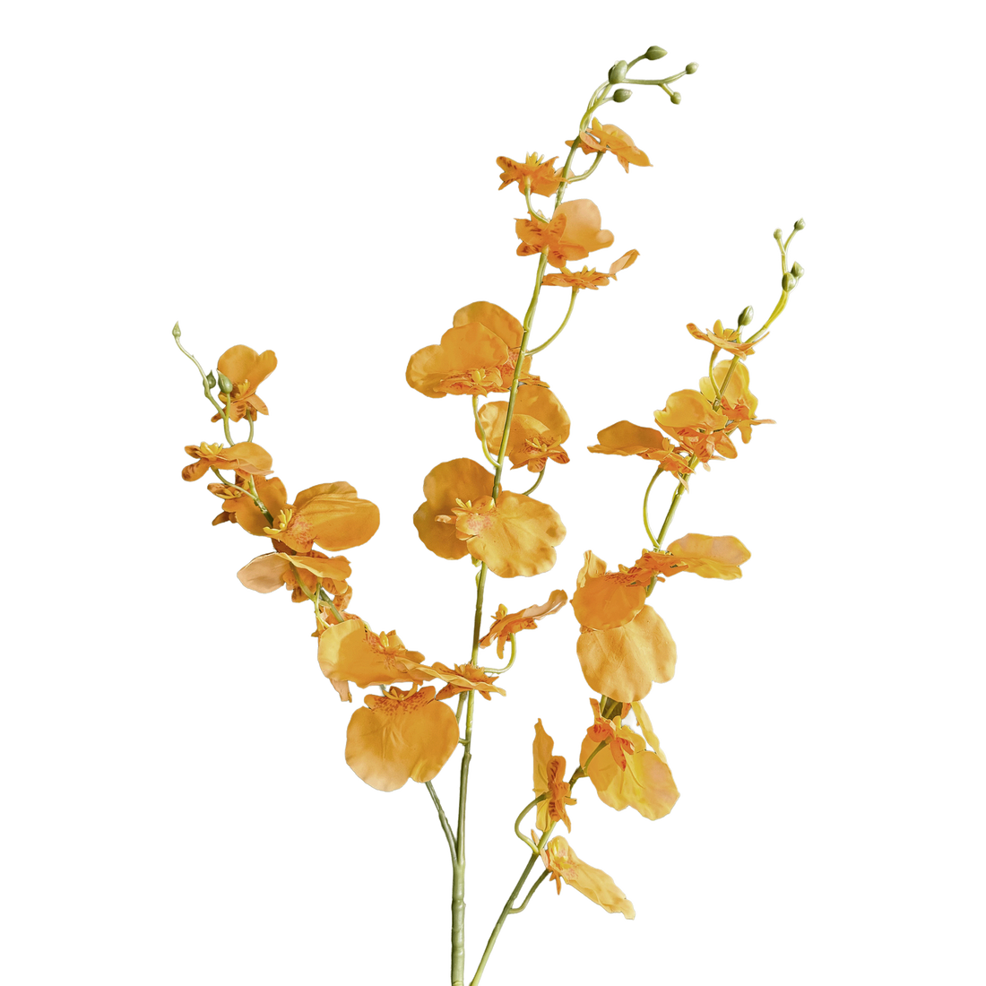 Oncidium Orchid — Clementine Aura