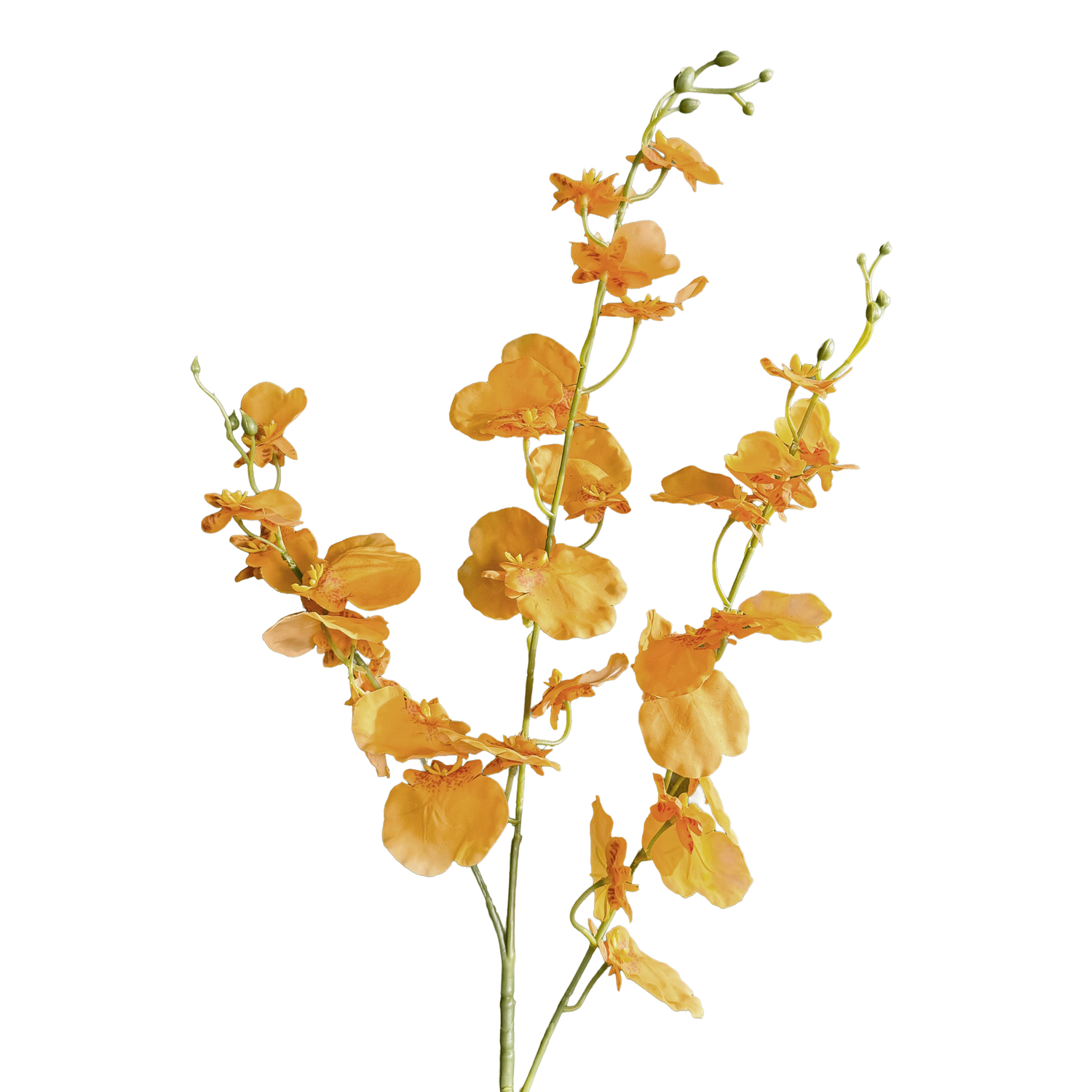Oncidium Orchid — Clementine Aura