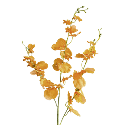 Oncidium Orchid — Clementine Aura