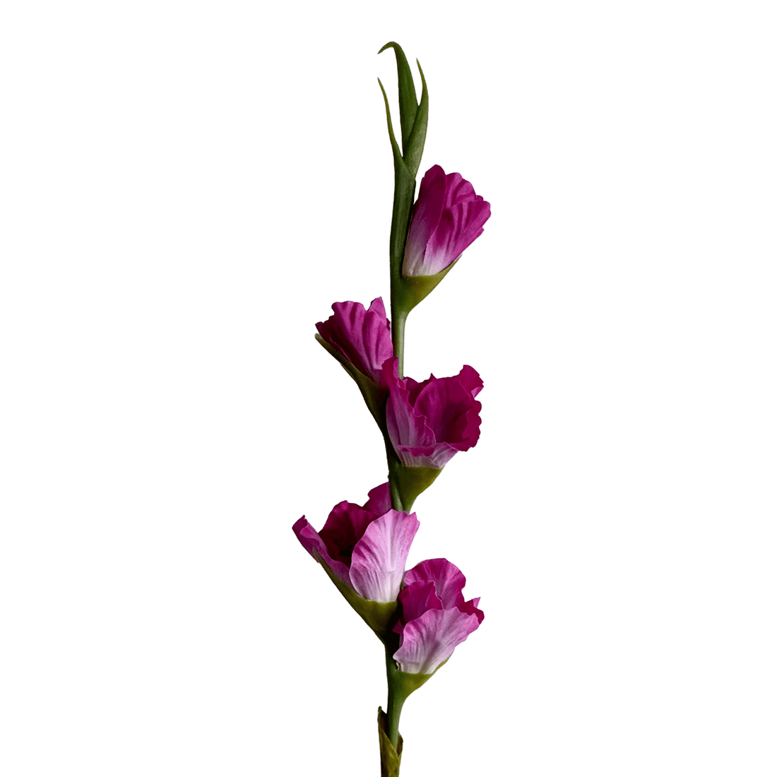 Gladiolus — Fuchsia