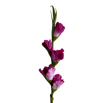 Gladiolus — Fuchsia