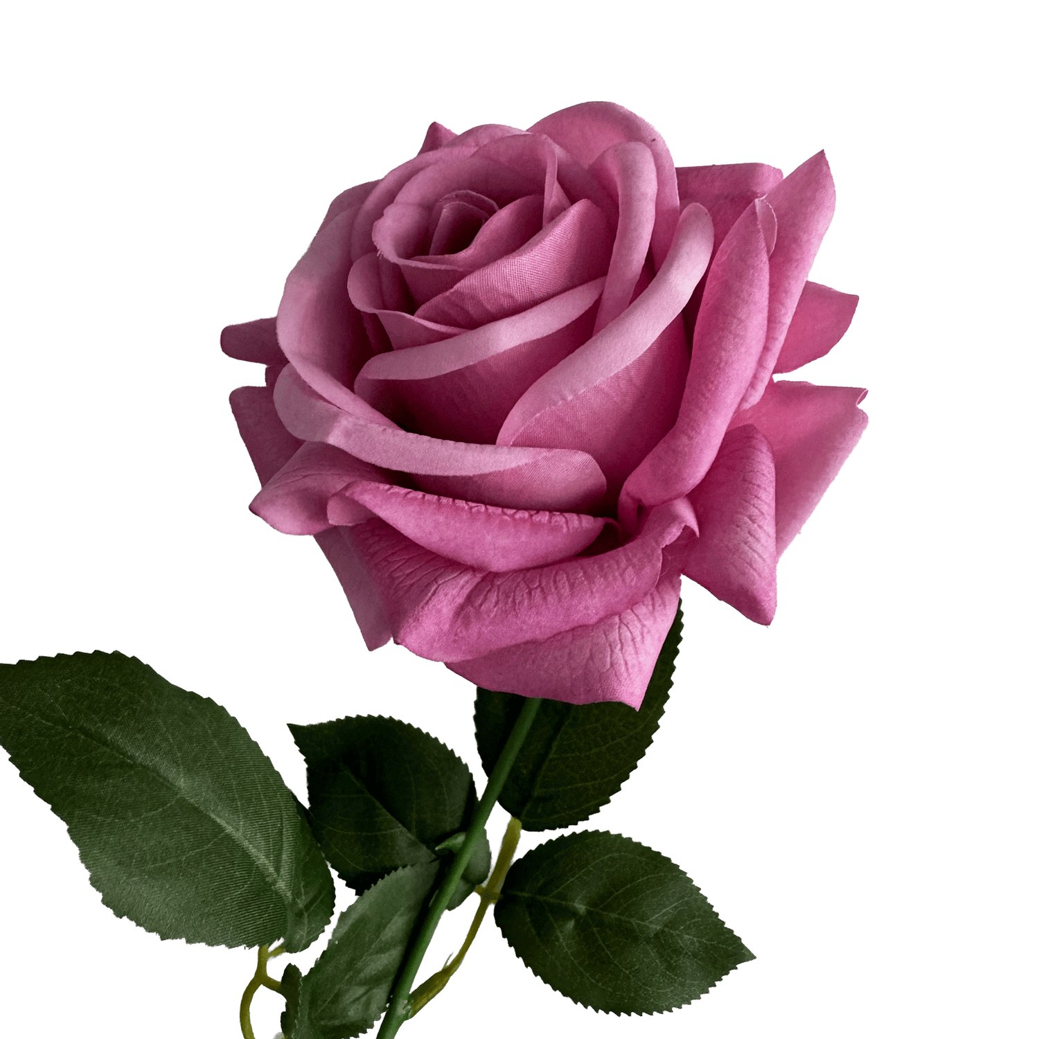 Artful Garden Rose — Orchid Pink