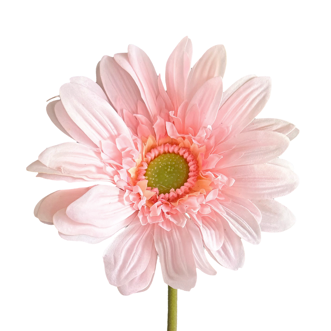 Gerbera — Tender Pink