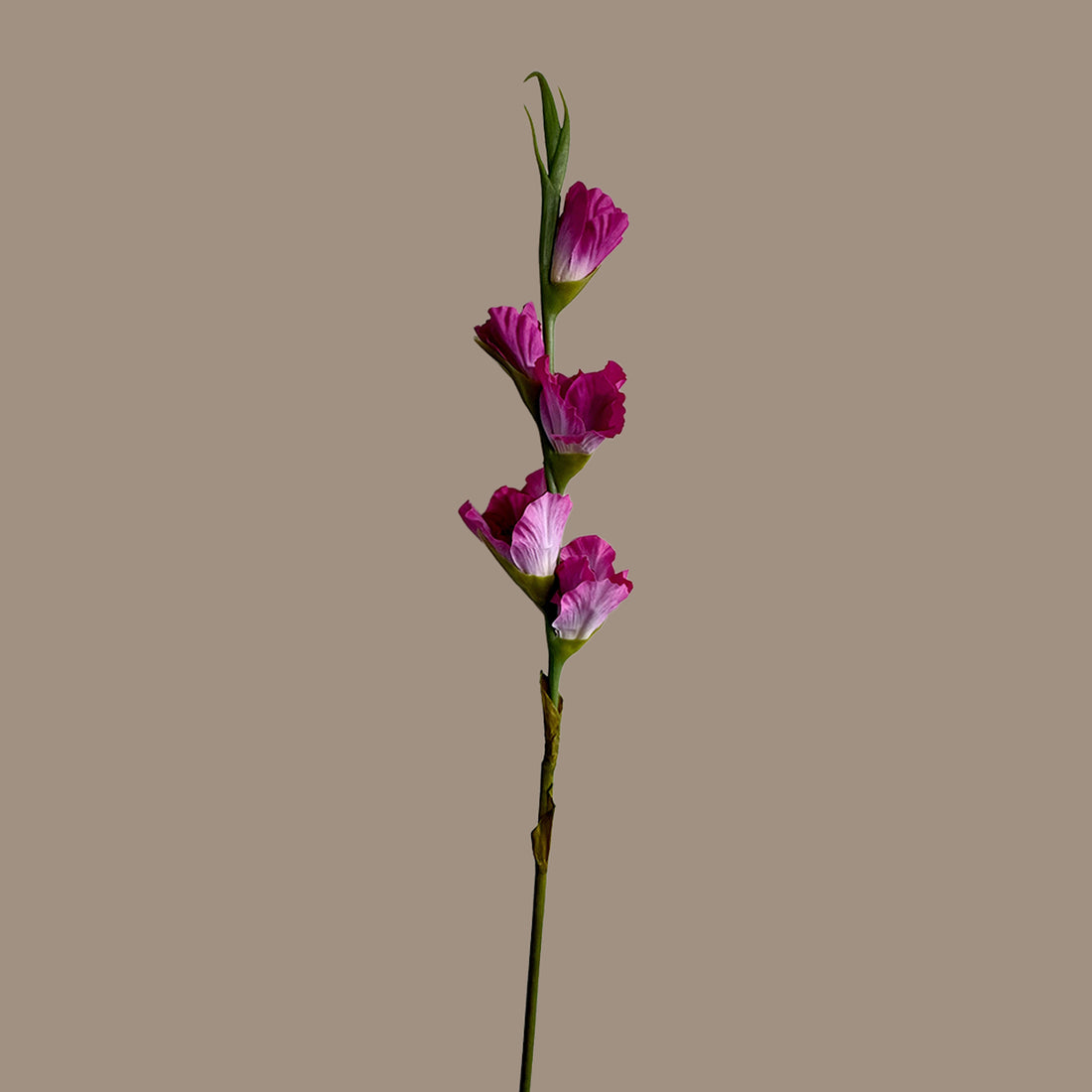 Gladiolus — Fuchsia
